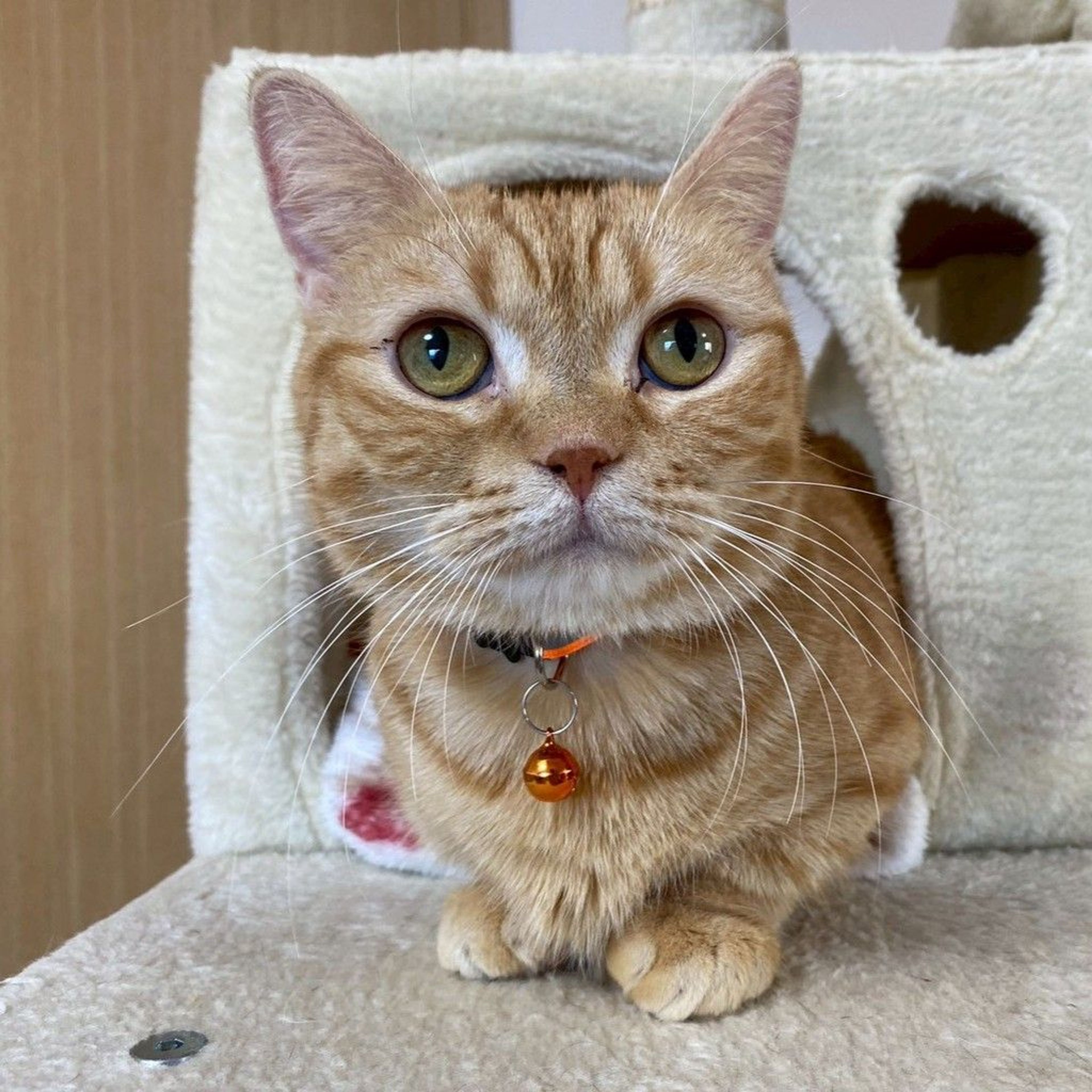 雑種（ミックス猫）・メスの里親募集の写真