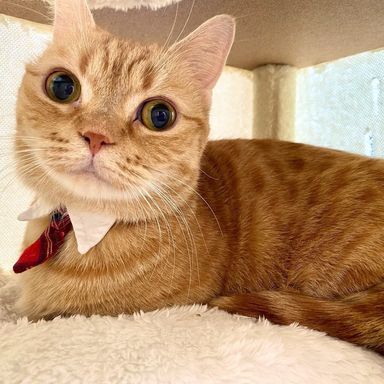 雑種（ミックス猫）・メスの里親募集の写真