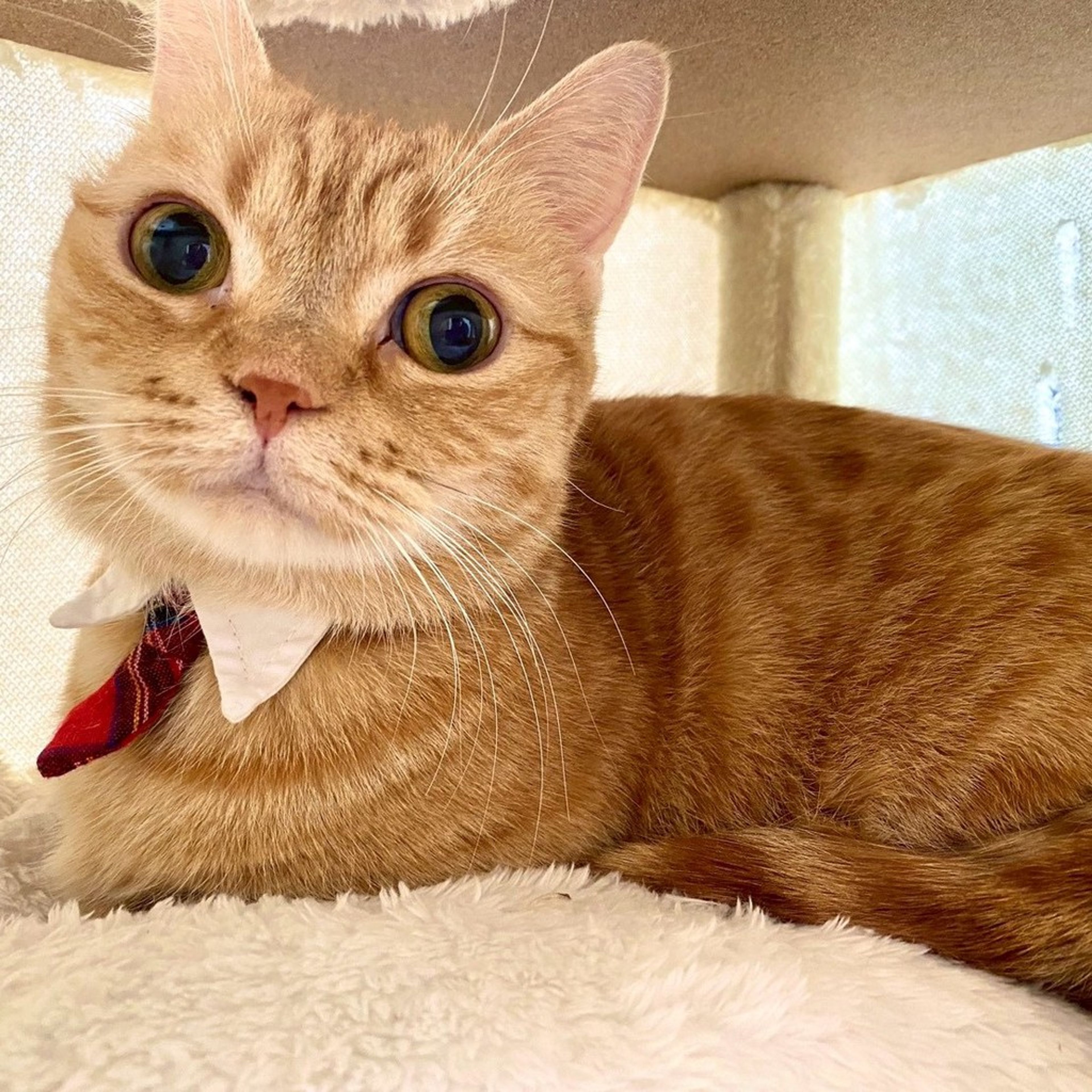 雑種（ミックス猫）・メスの里親募集の写真