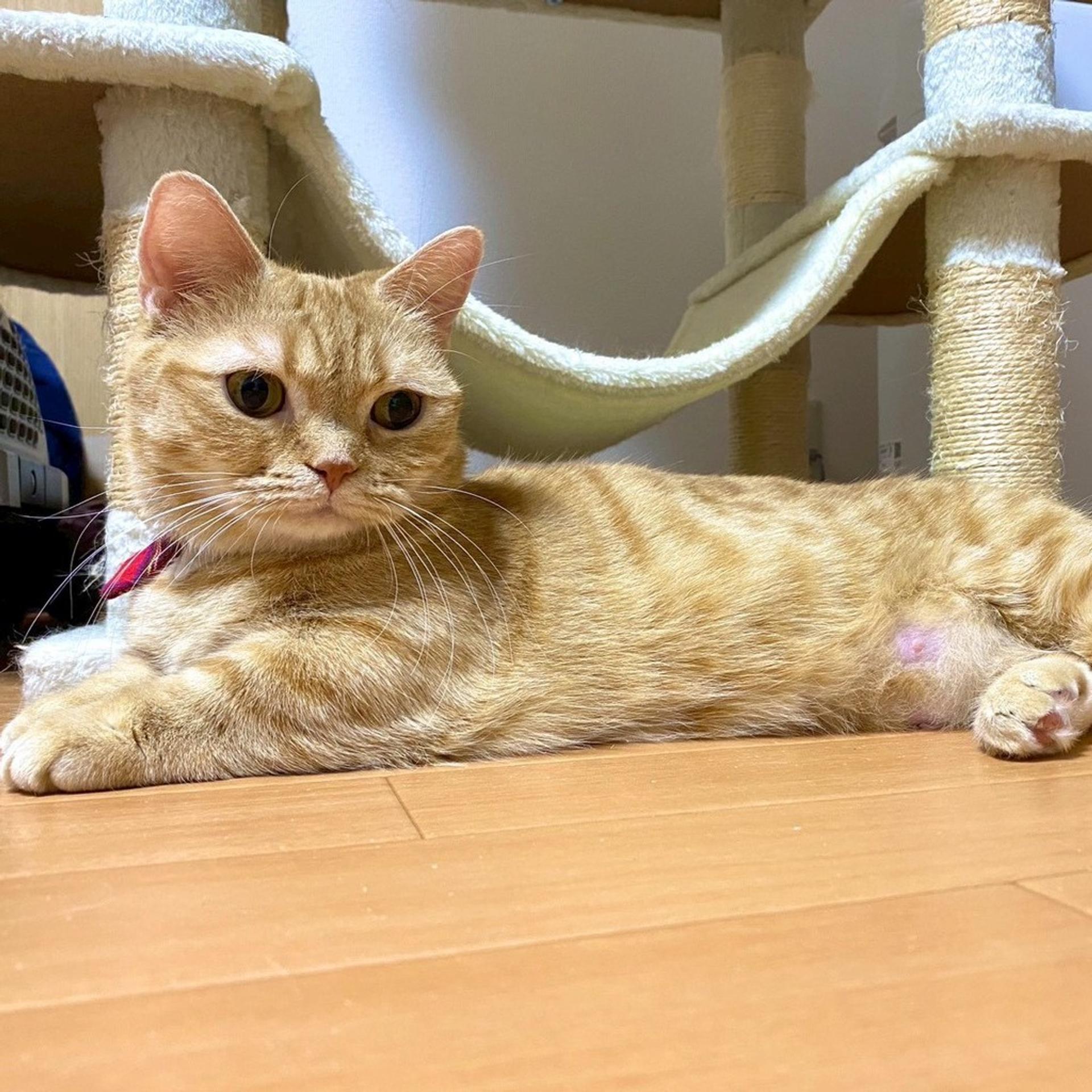 pet-image-2