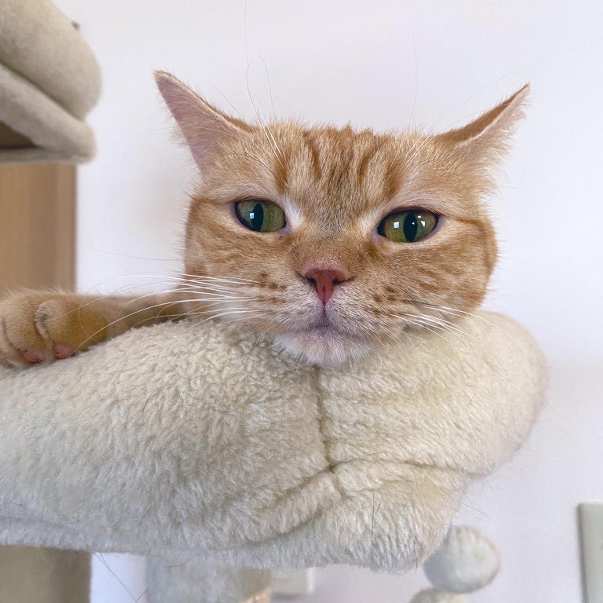 pet-image-3