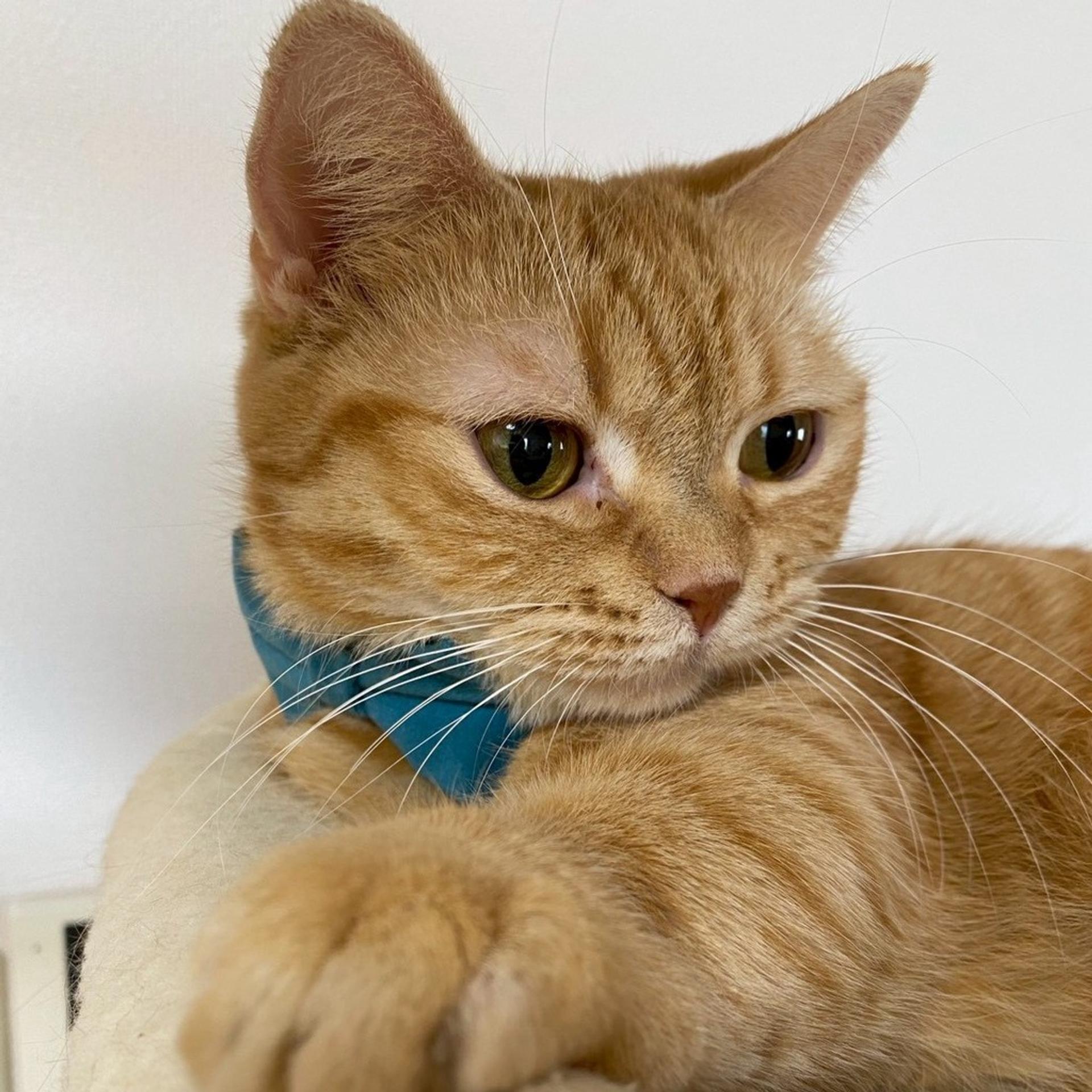 pet-image-5