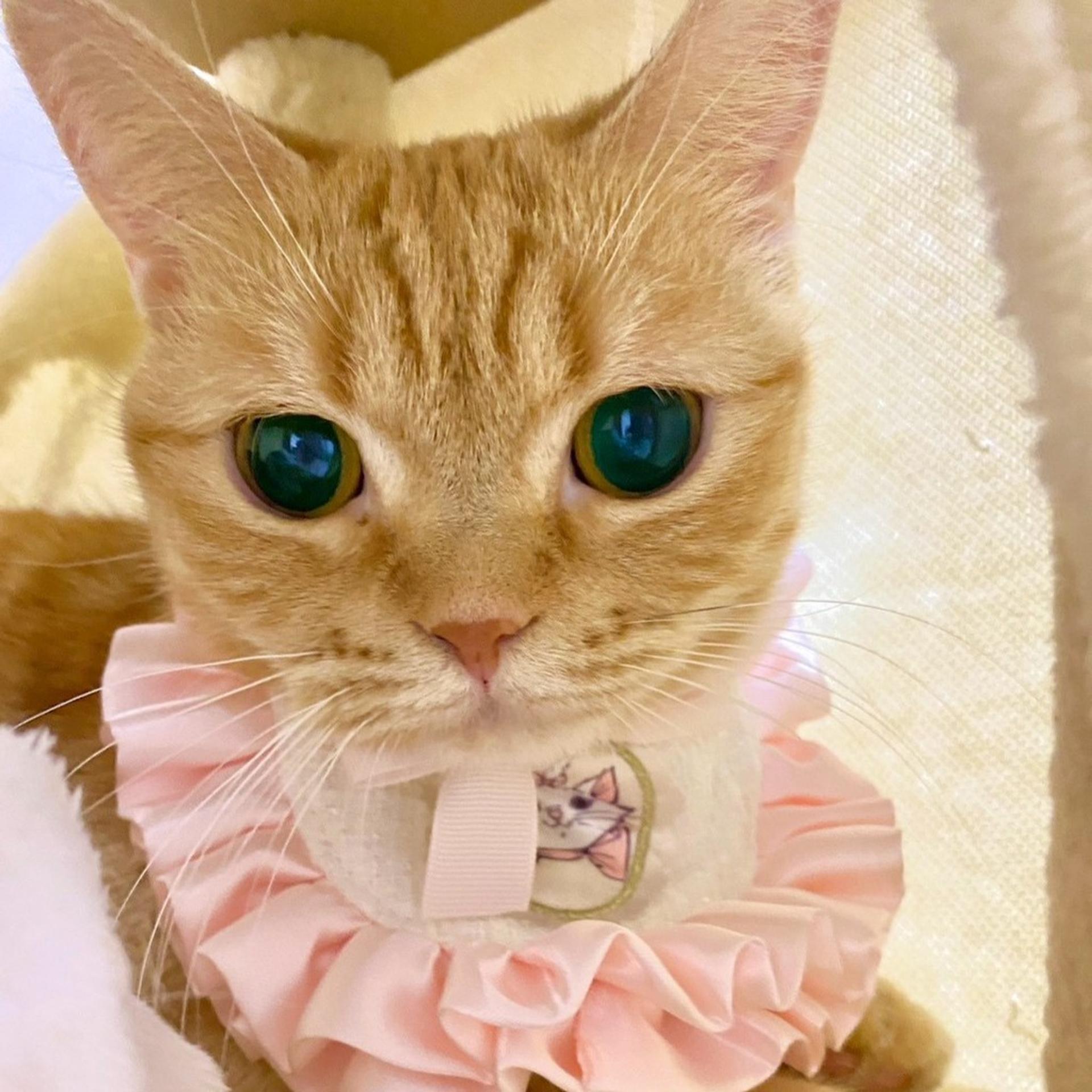 pet-image-7