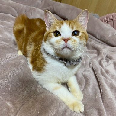 雑種（ミックス猫）・オスの里親募集の写真