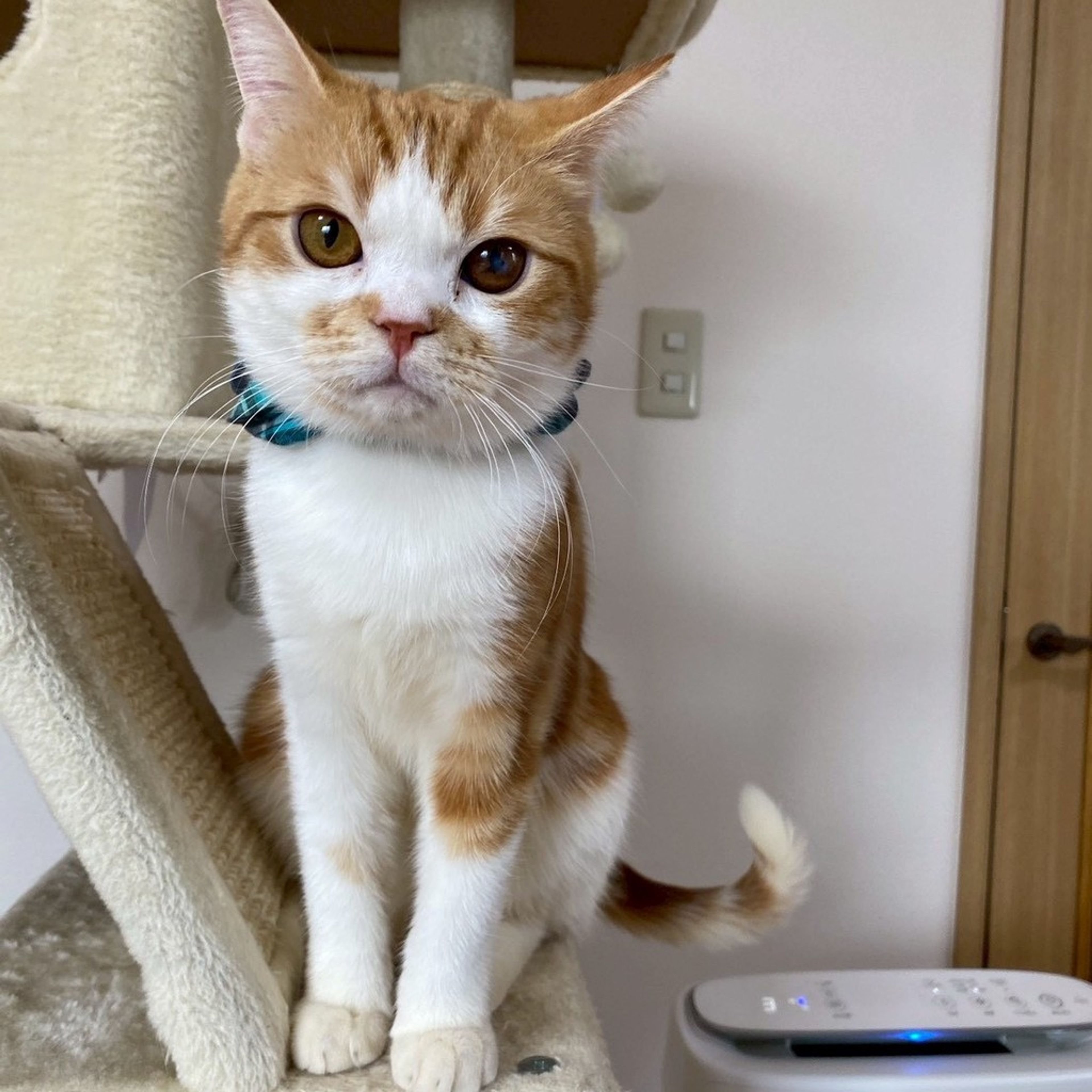 雑種（ミックス猫）・オスの里親募集の写真