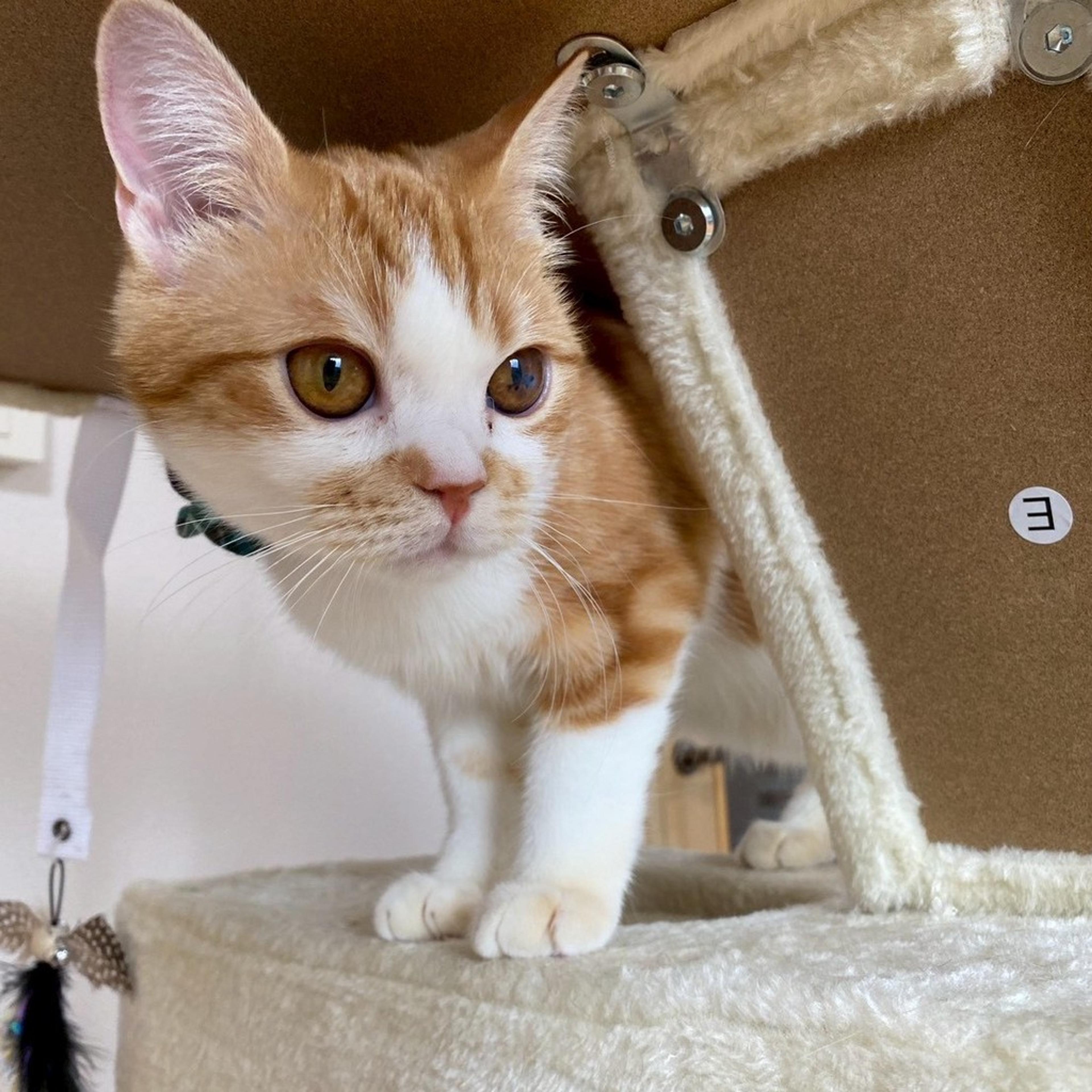 pet-image-4