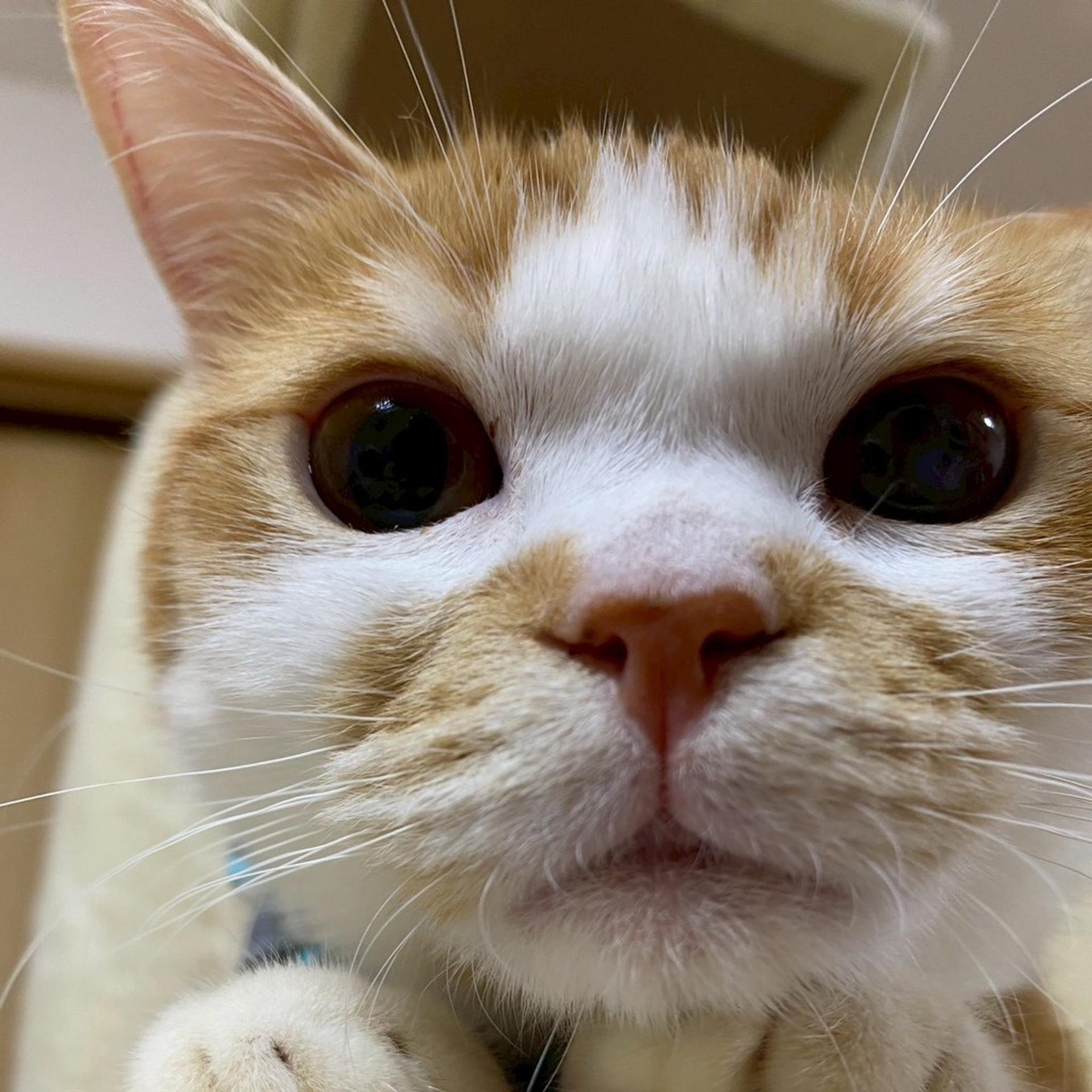 pet-image-5