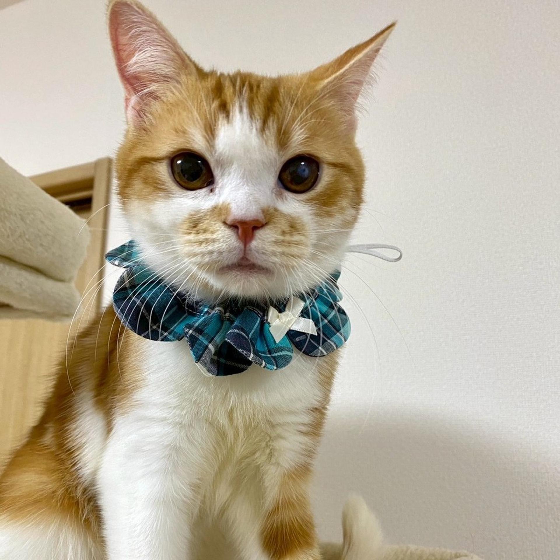 pet-image-8