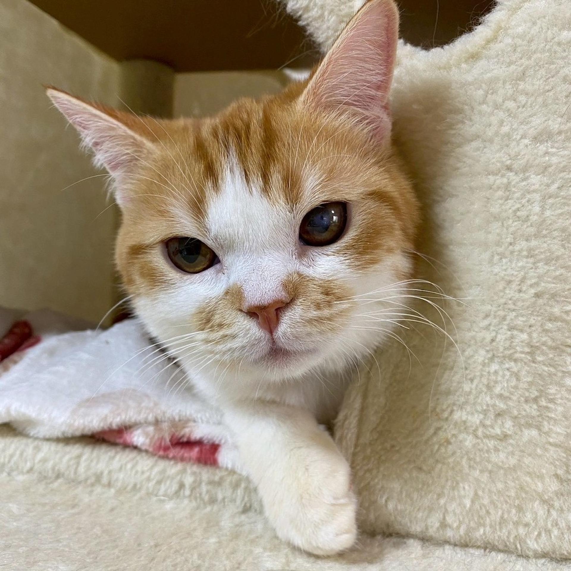 pet-image-9