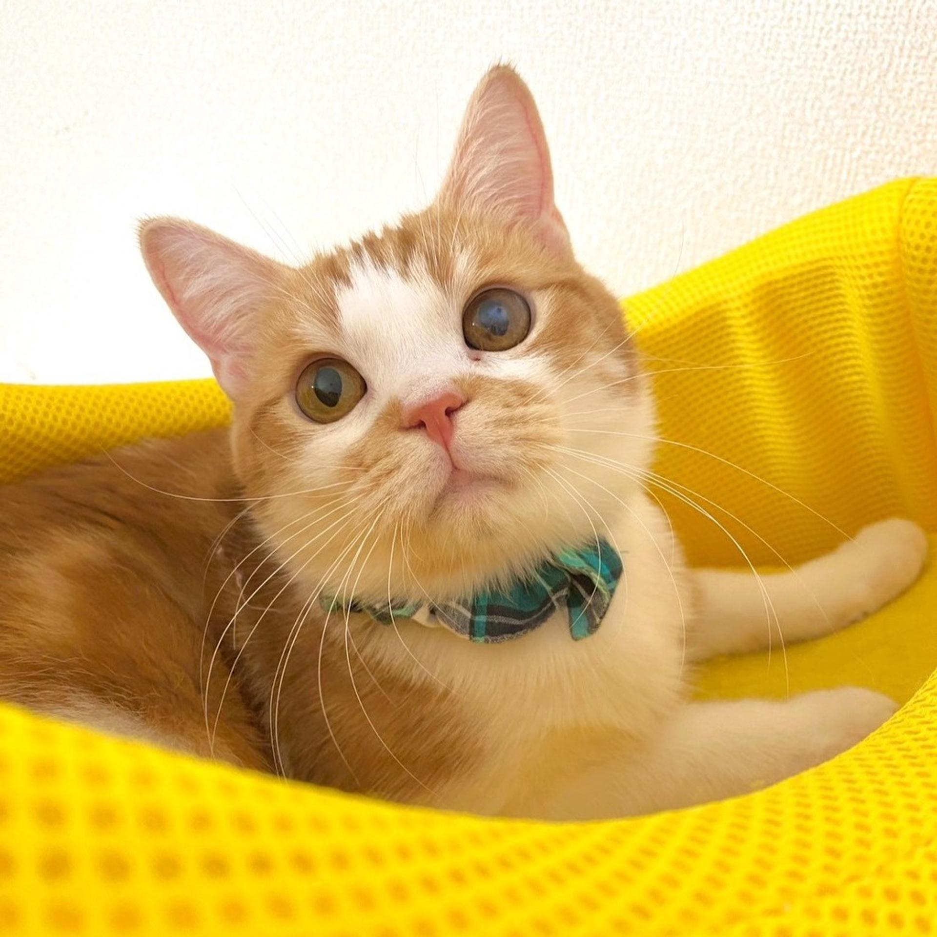 pet-image-10