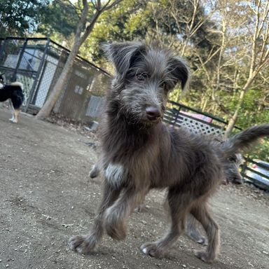 雑種（ミックス犬）・オスの里親募集の写真