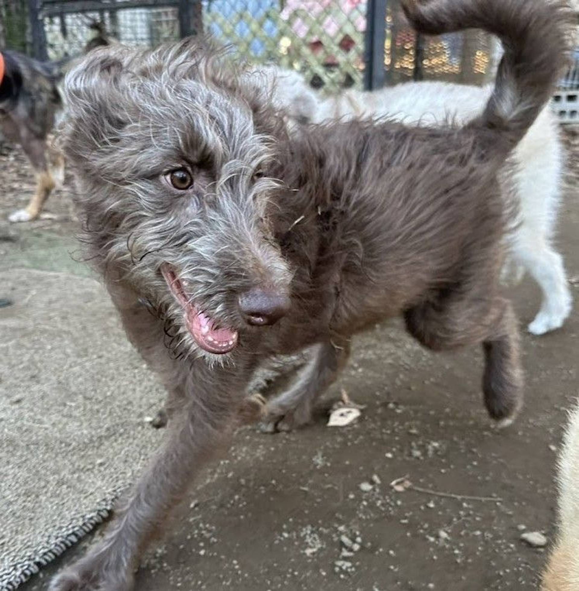 雑種（ミックス犬）・オスの里親募集の写真