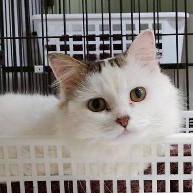 雑種（ミックス猫）・オスの里親募集の写真