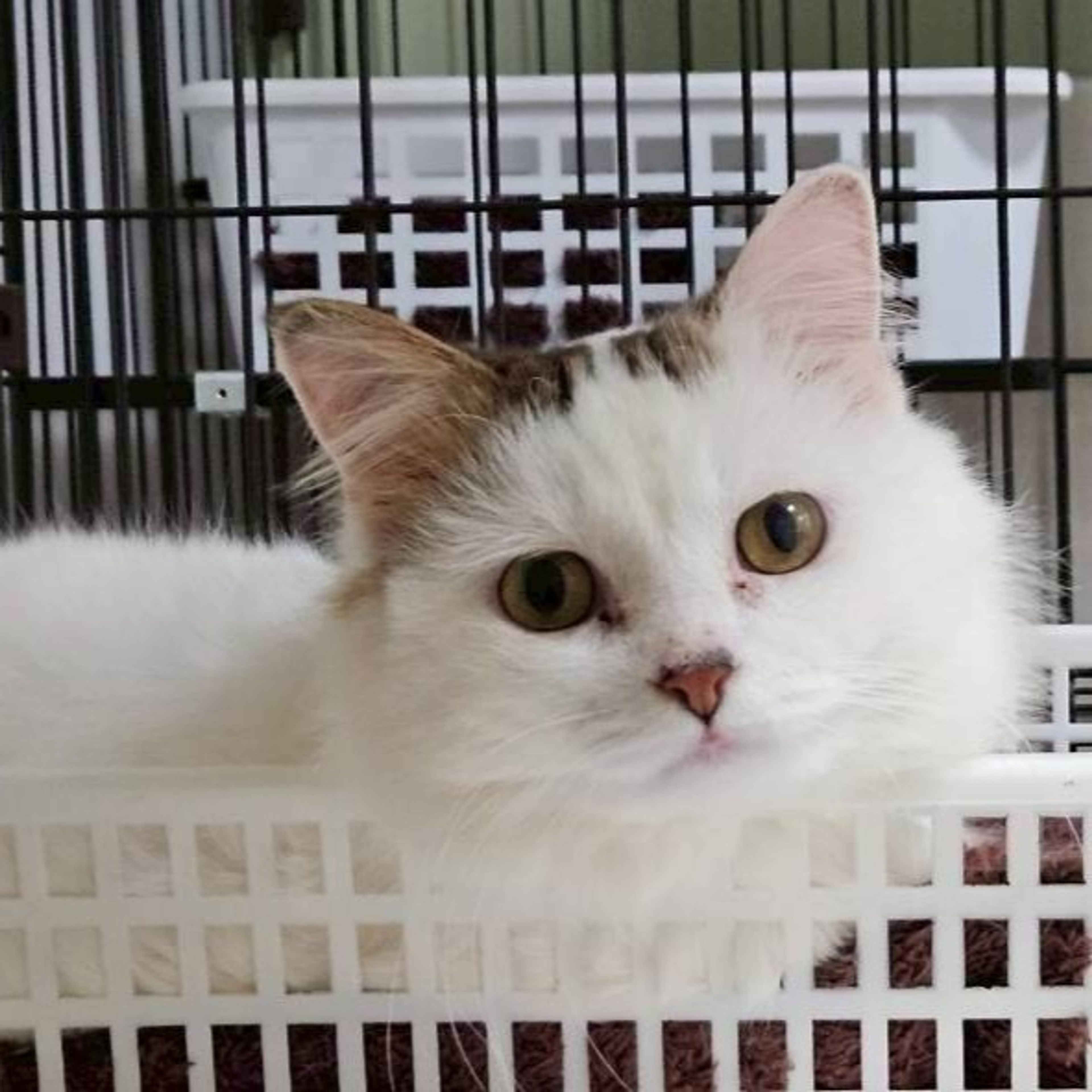 雑種（ミックス猫）・オスの里親募集の写真