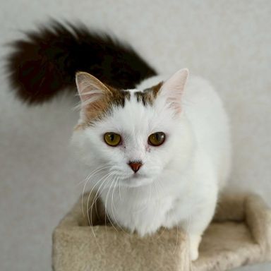 雑種（ミックス猫）・オスの里親募集の写真