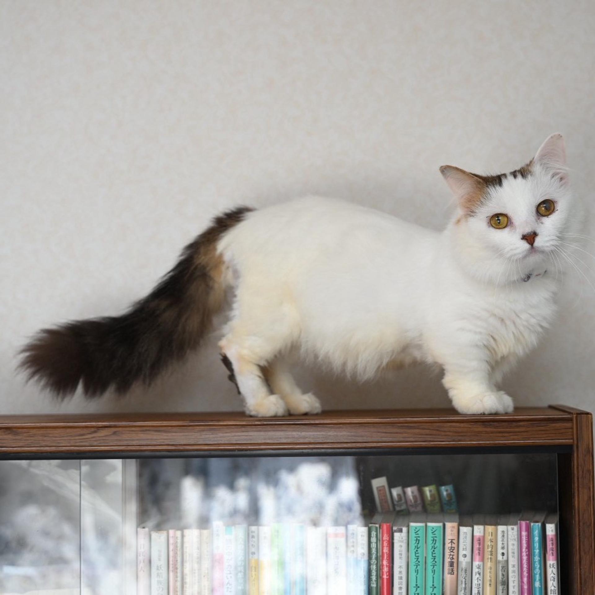 pet-image-3
