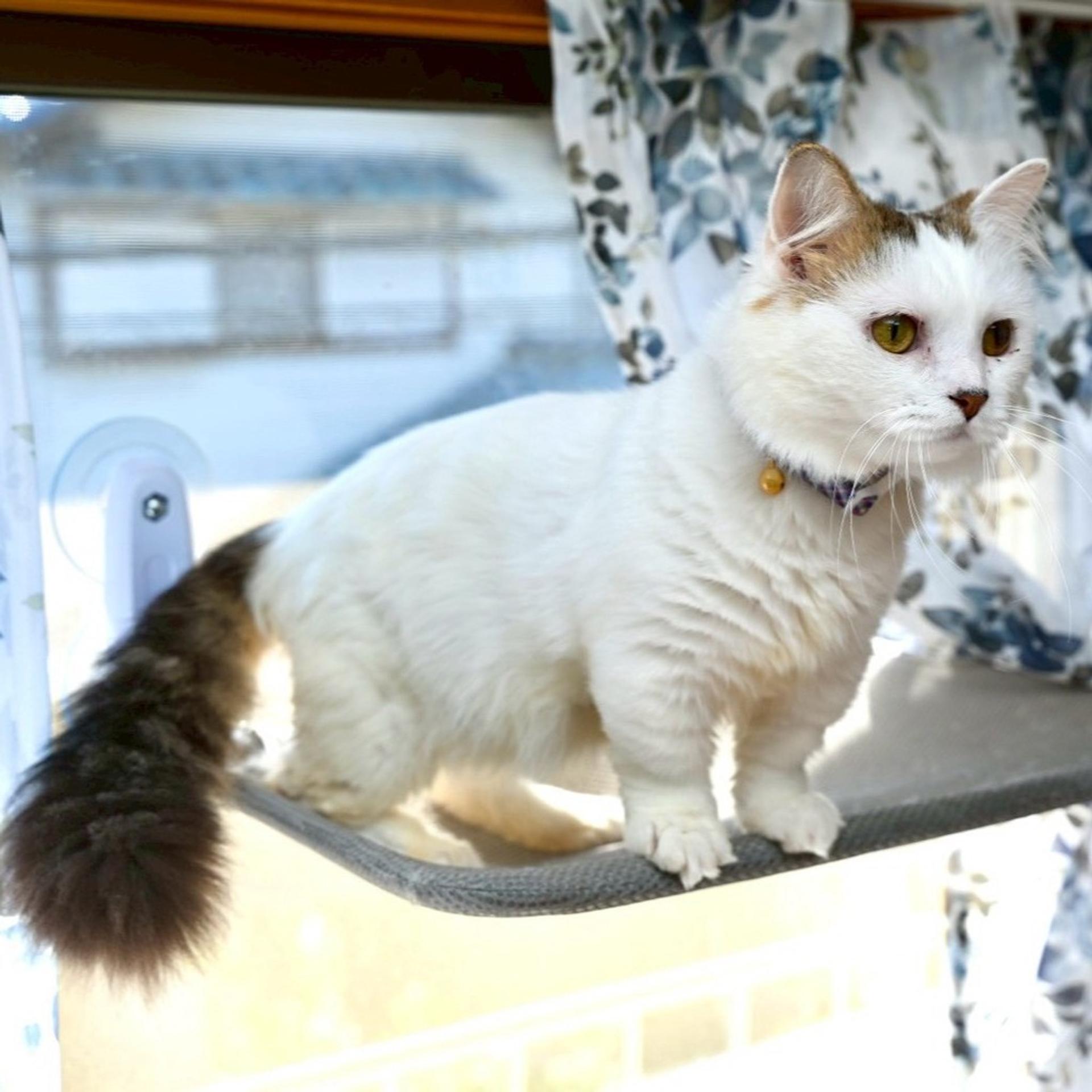 pet-image-4