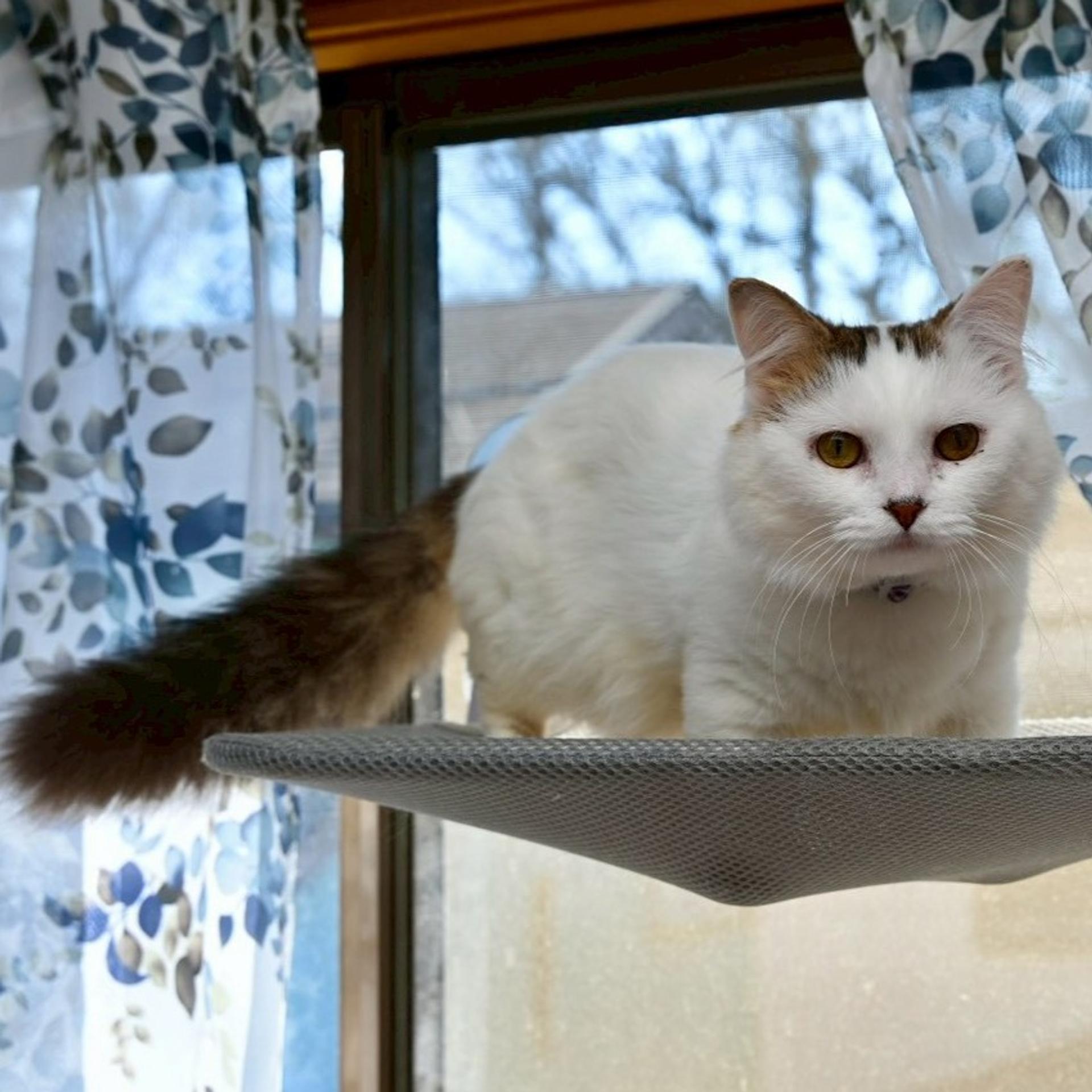 pet-image-5