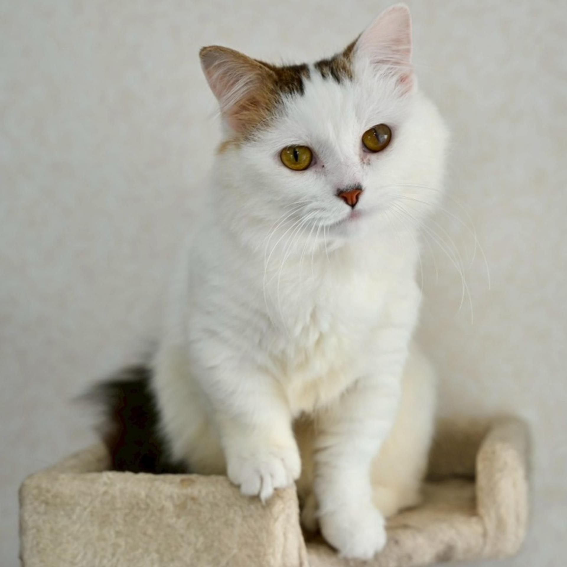 pet-image-6