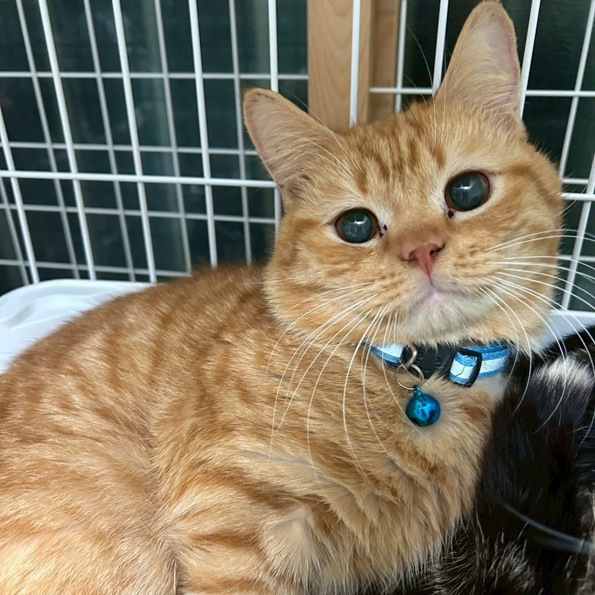 雑種（ミックス猫）・オスの里親募集の写真