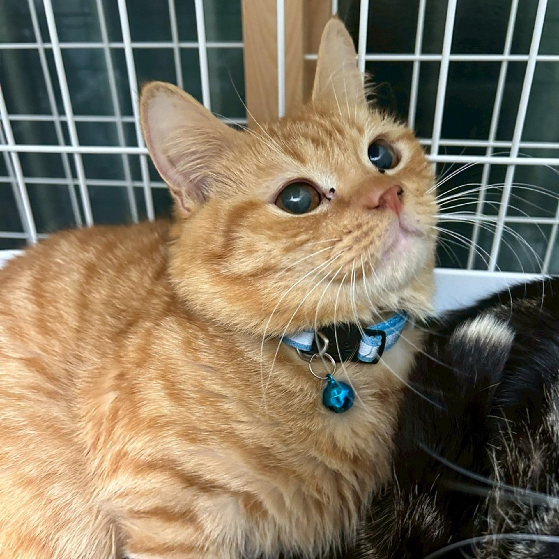 pet-image-2