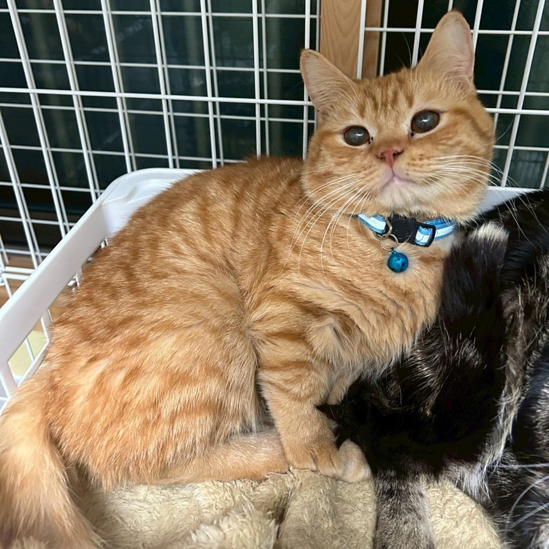 pet-image-3