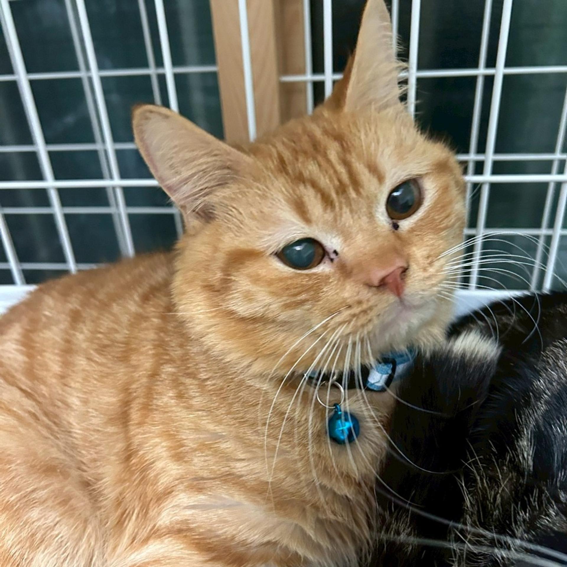 pet-image-5