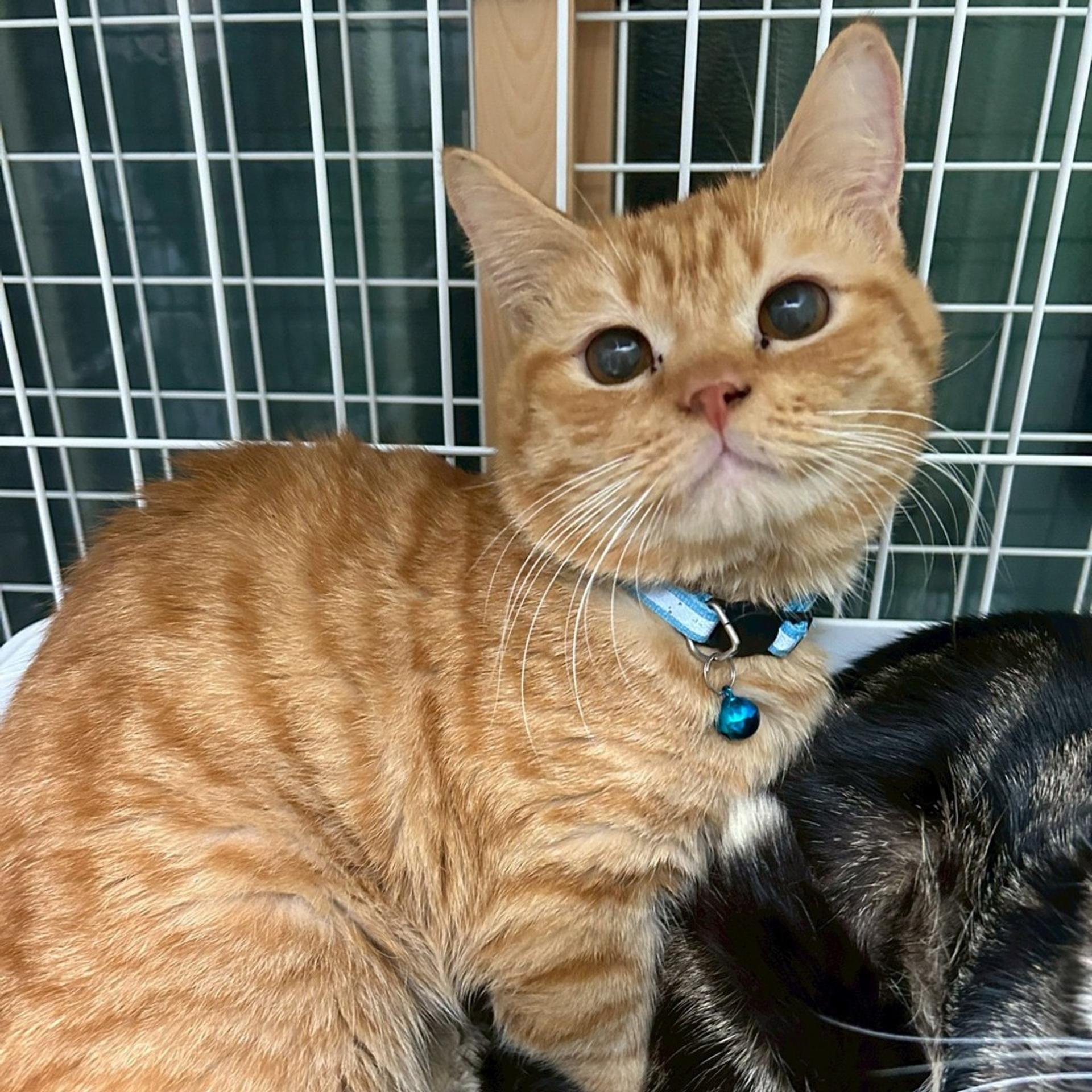 pet-image-6