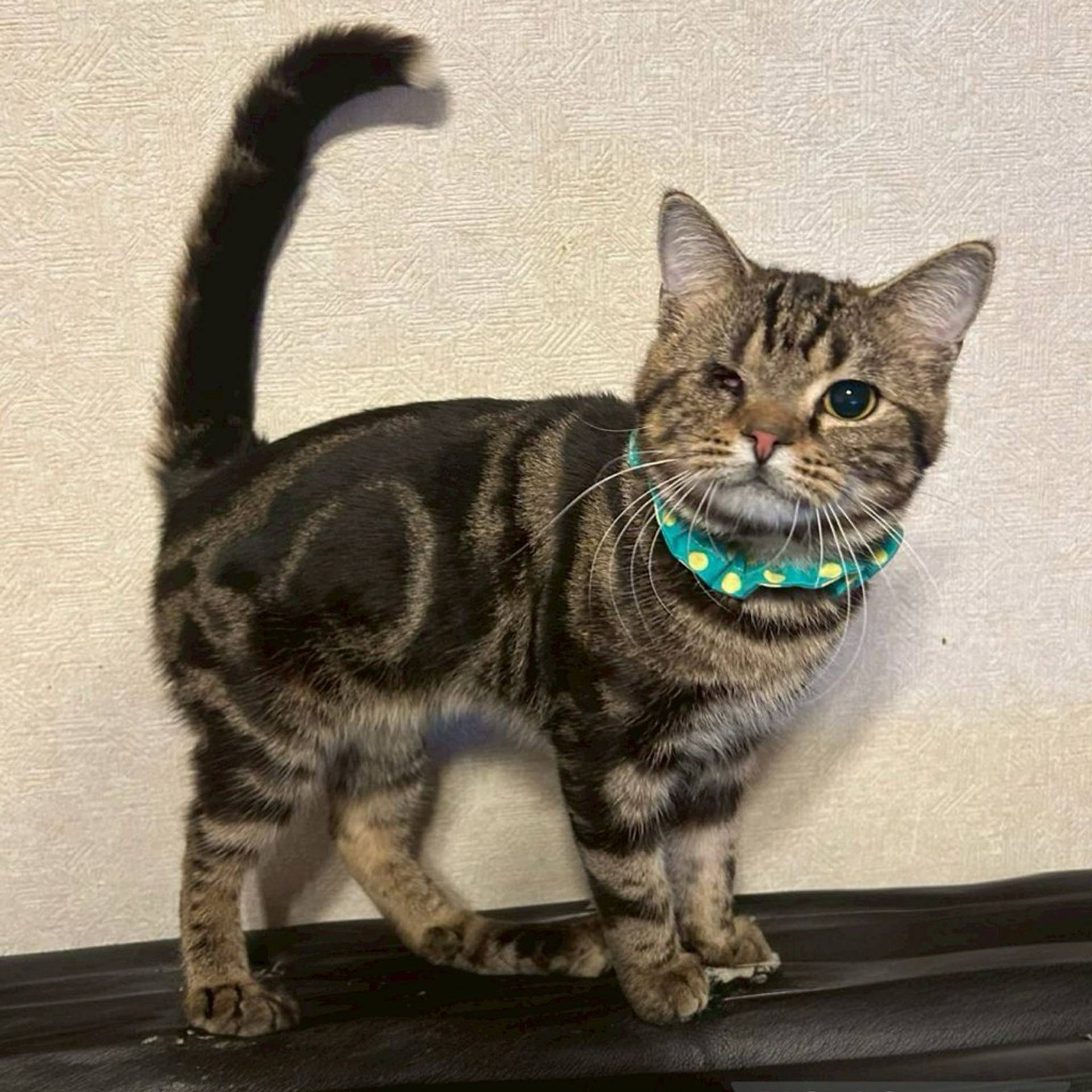 雑種（ミックス猫）・オスの里親募集の写真