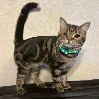 雑種（ミックス猫）・オスの里親募集の写真