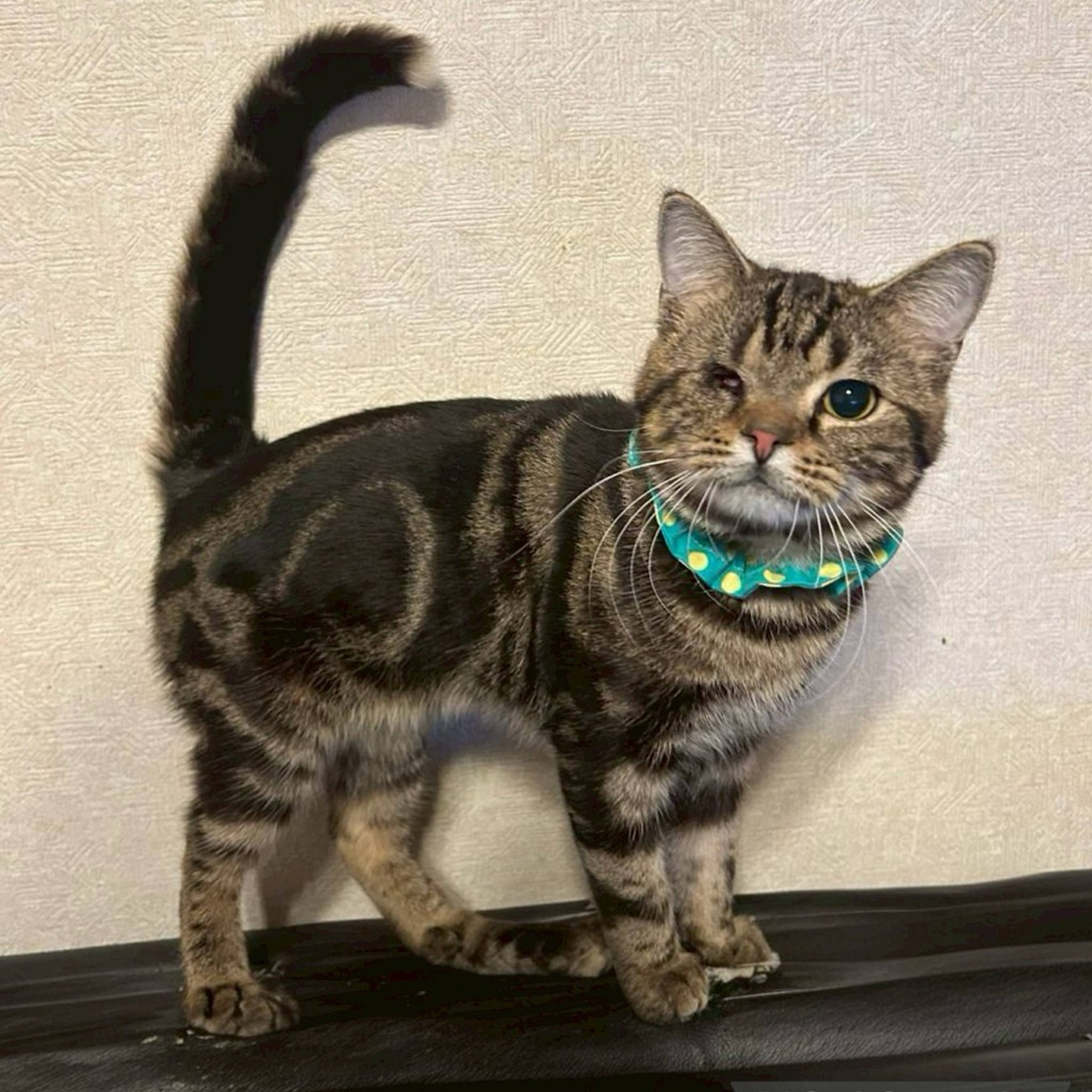 雑種（ミックス猫）・オスの里親募集の写真