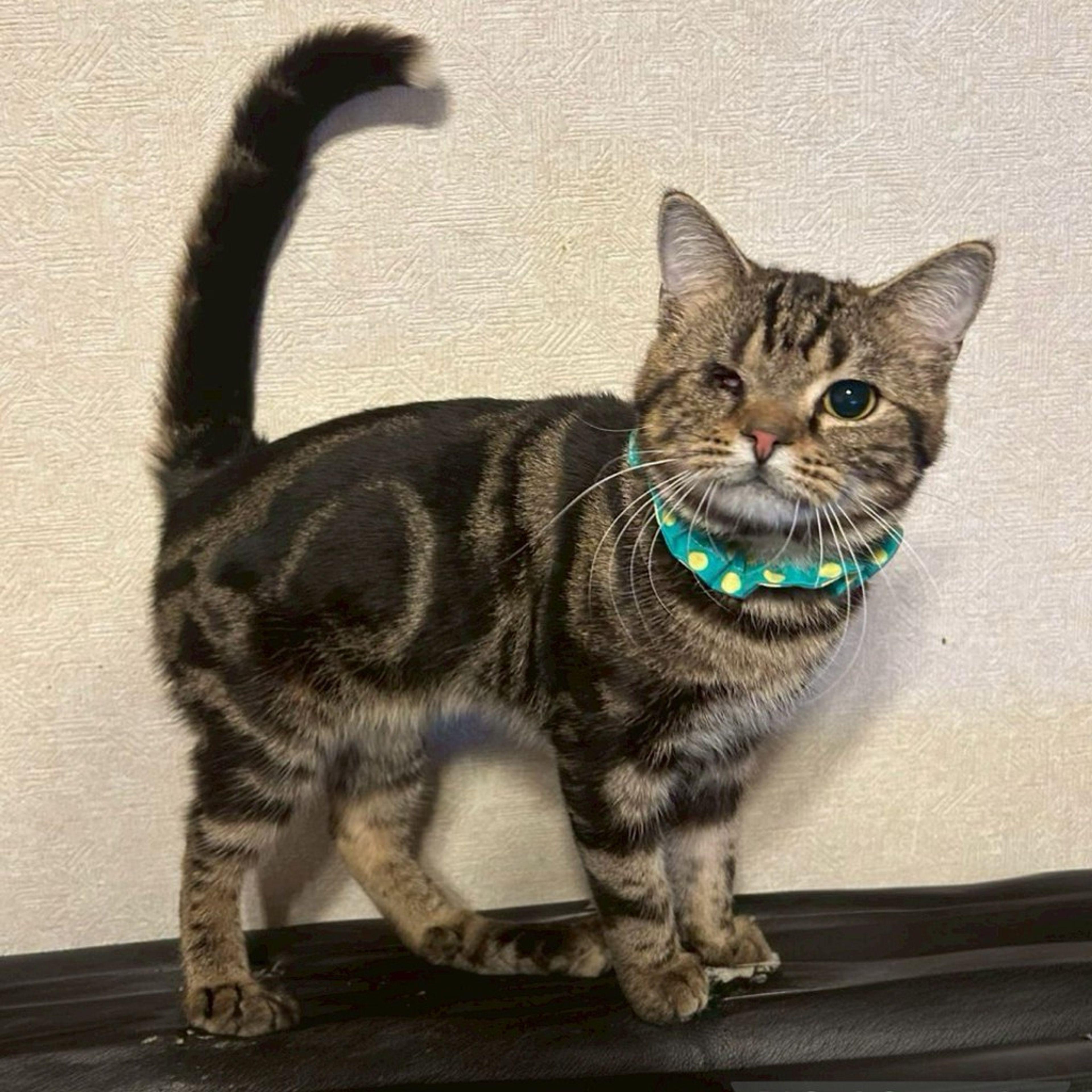 雑種（ミックス猫）・オスの里親募集の写真