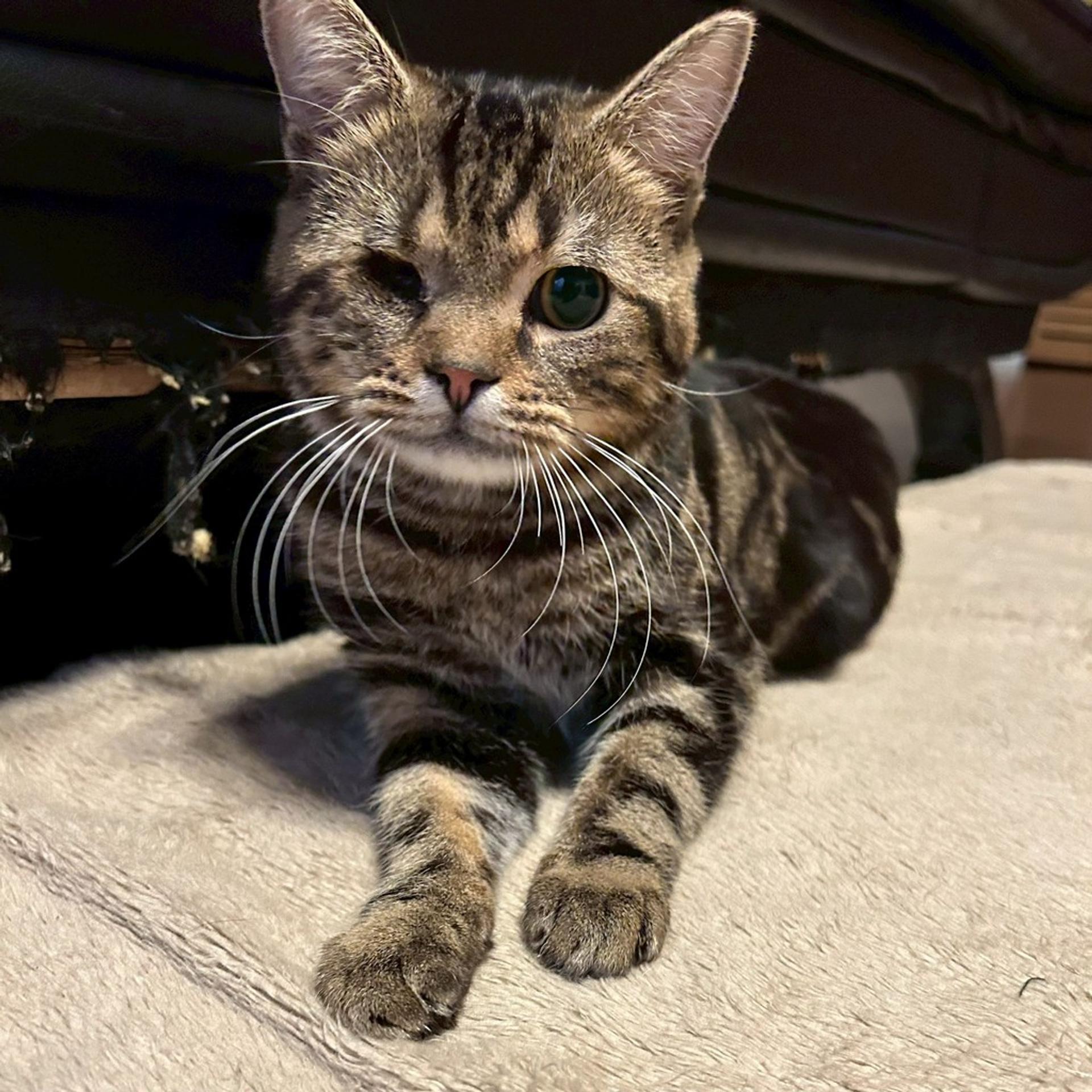 pet-image-2