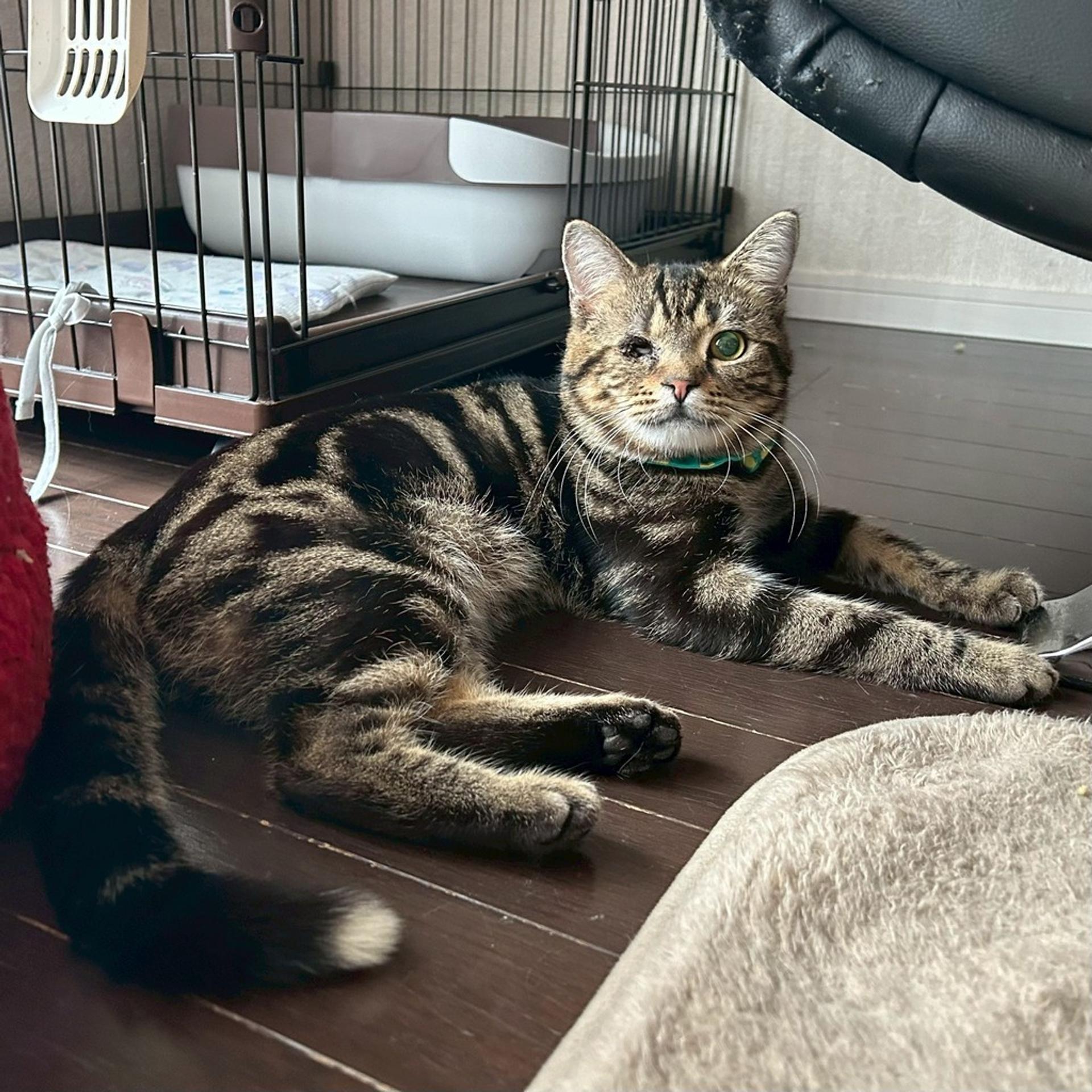 pet-image-4