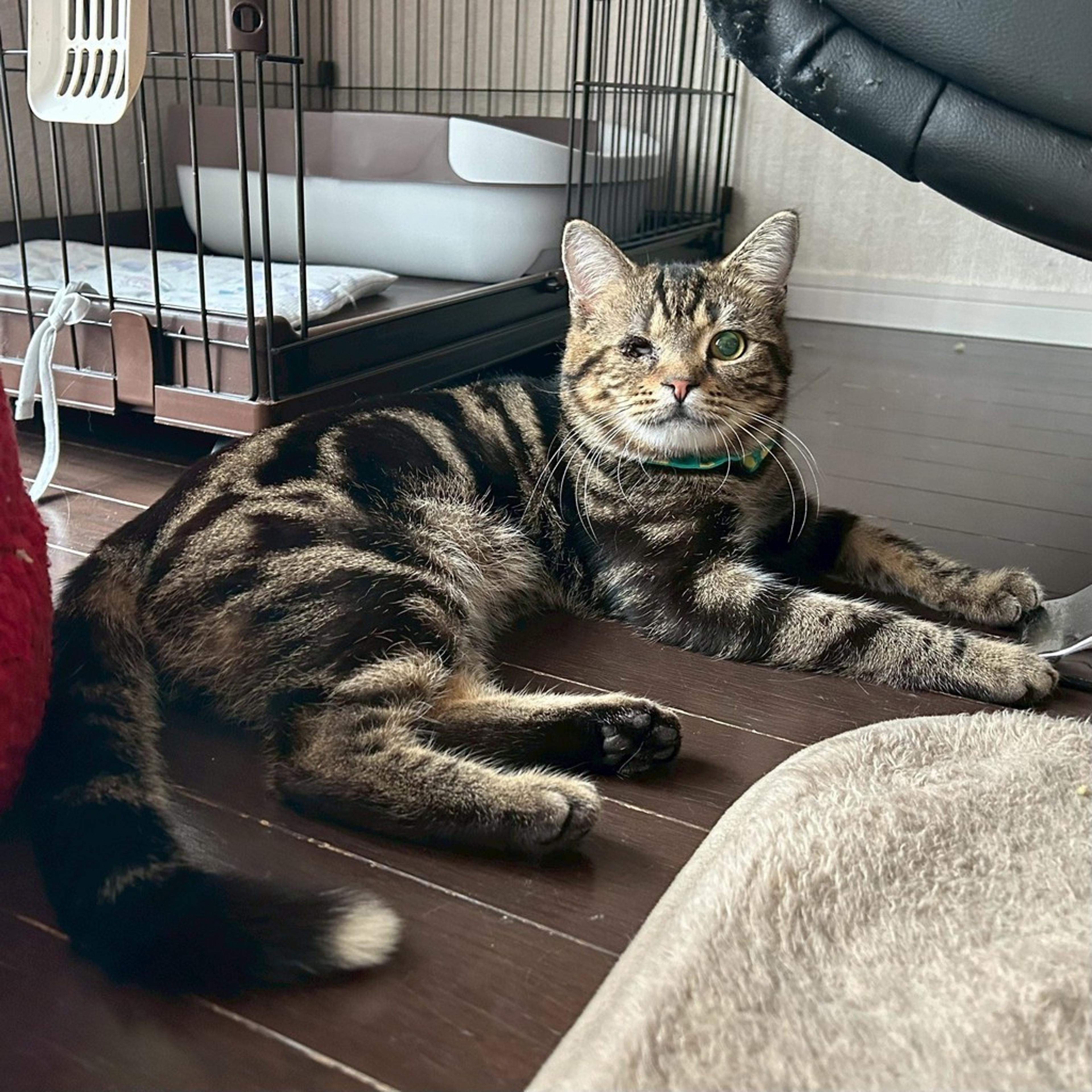 pet-image-4