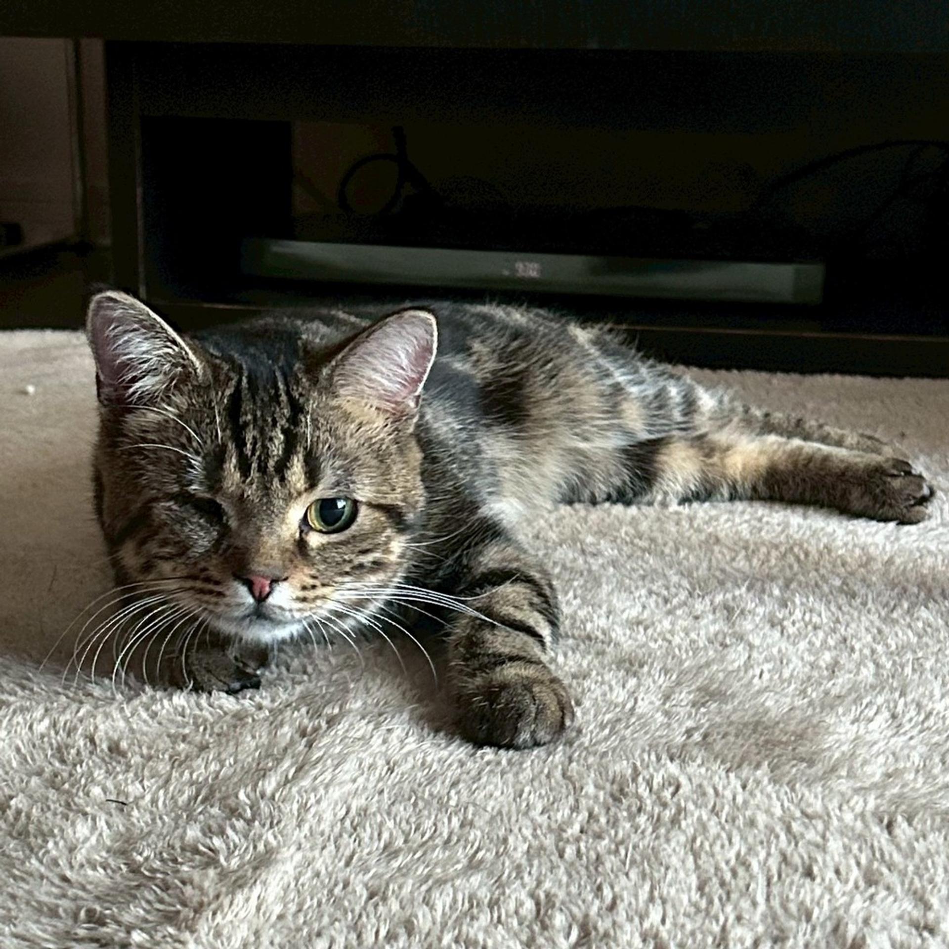 pet-image-7