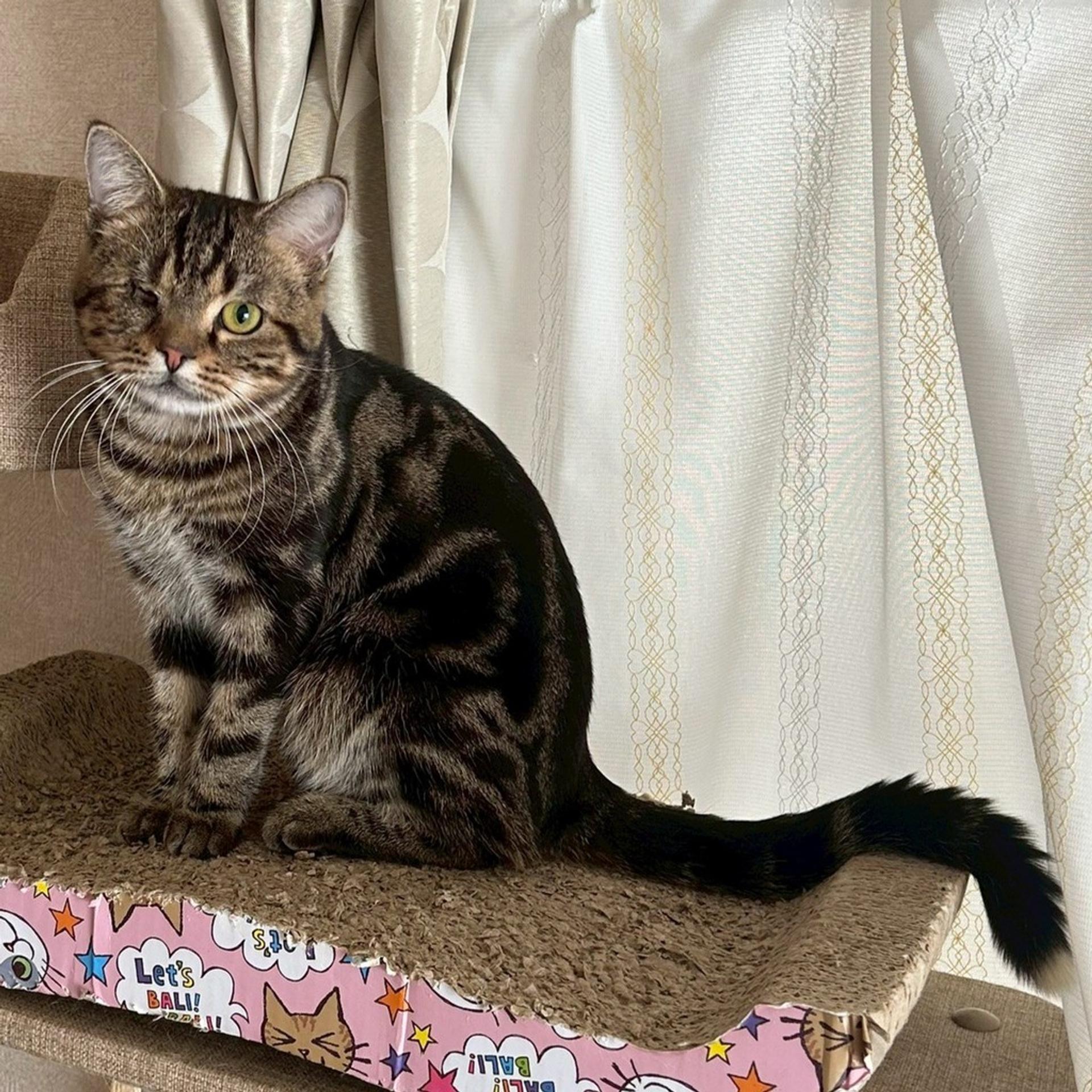 pet-image-9