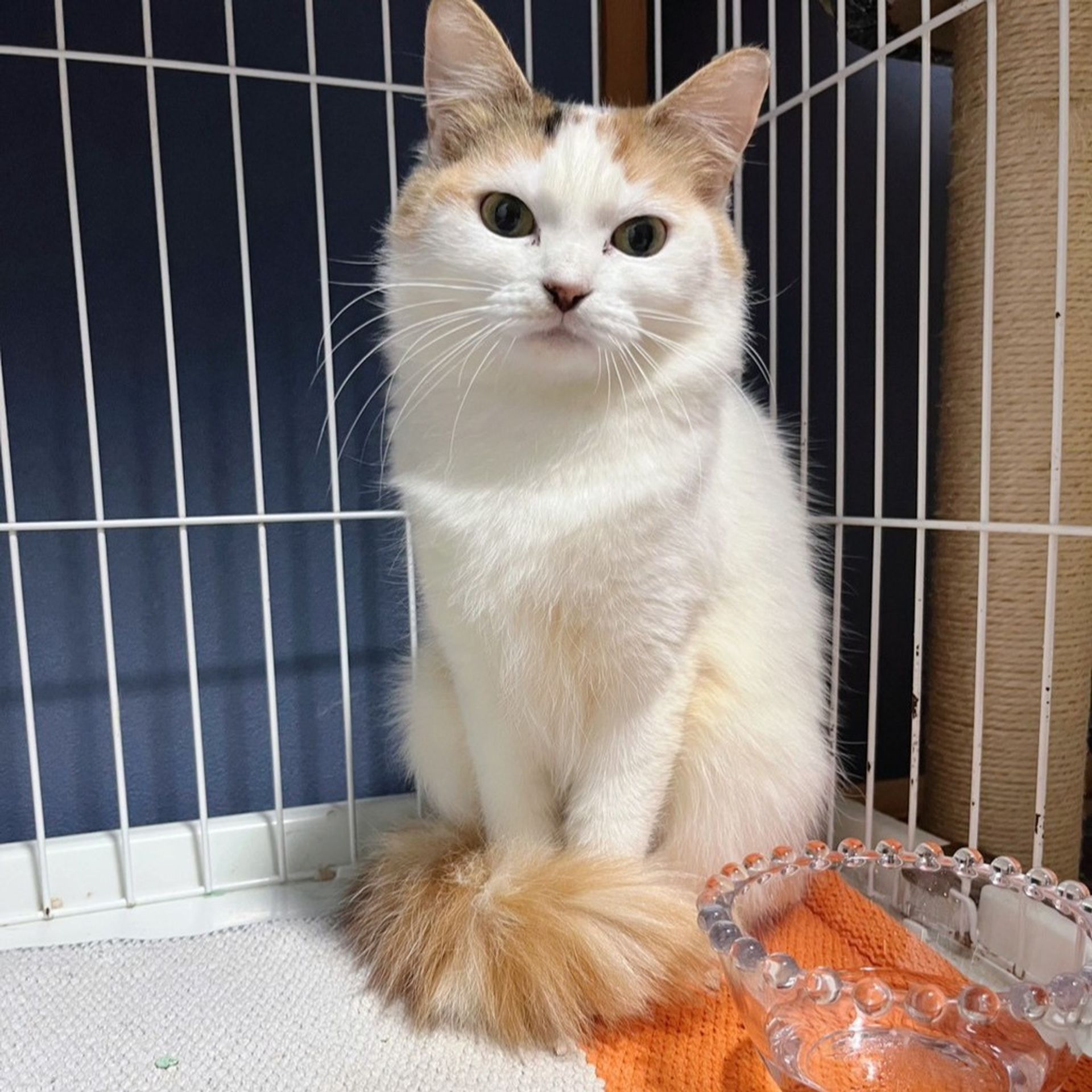 雑種（ミックス猫）・メスの里親募集の写真