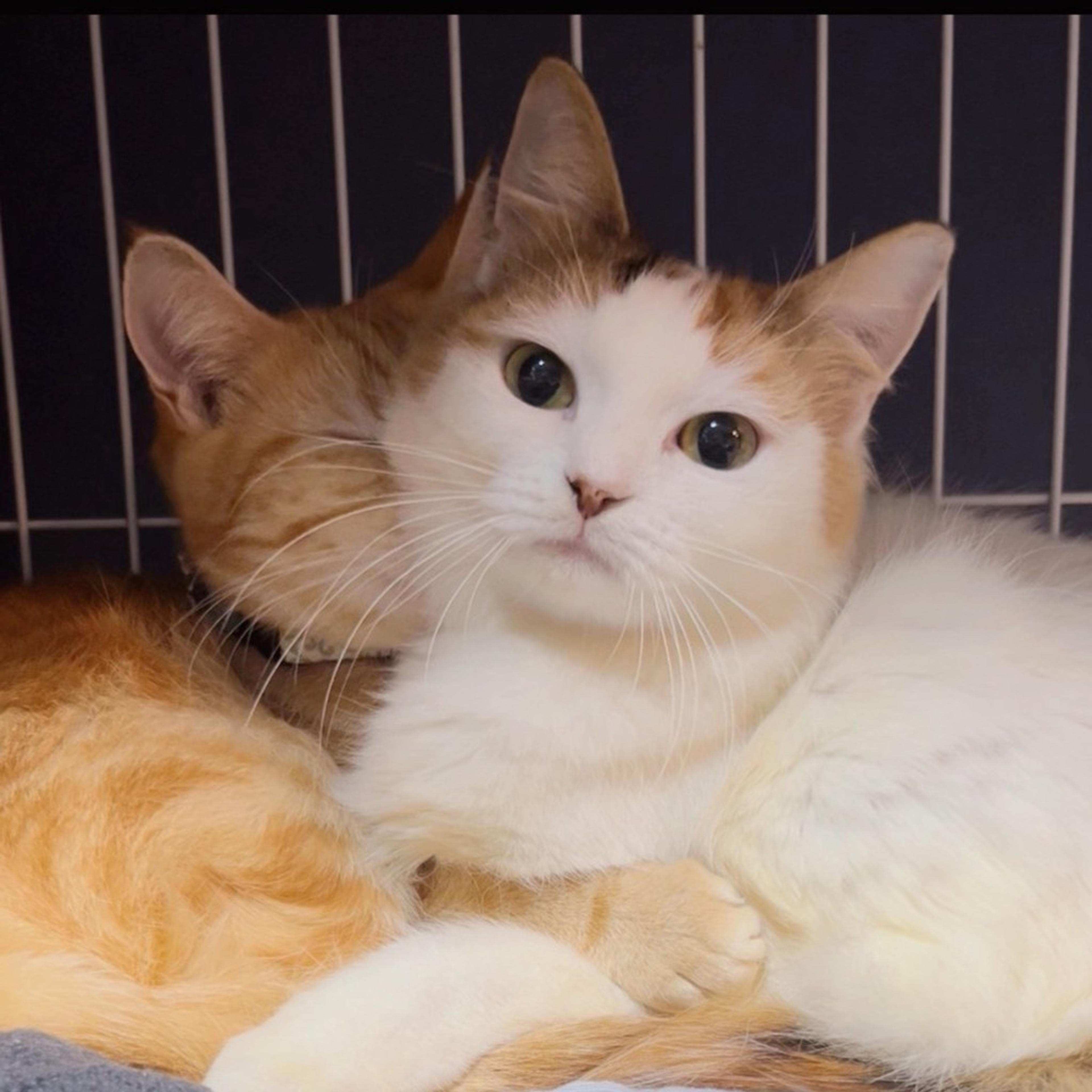 pet-image-2