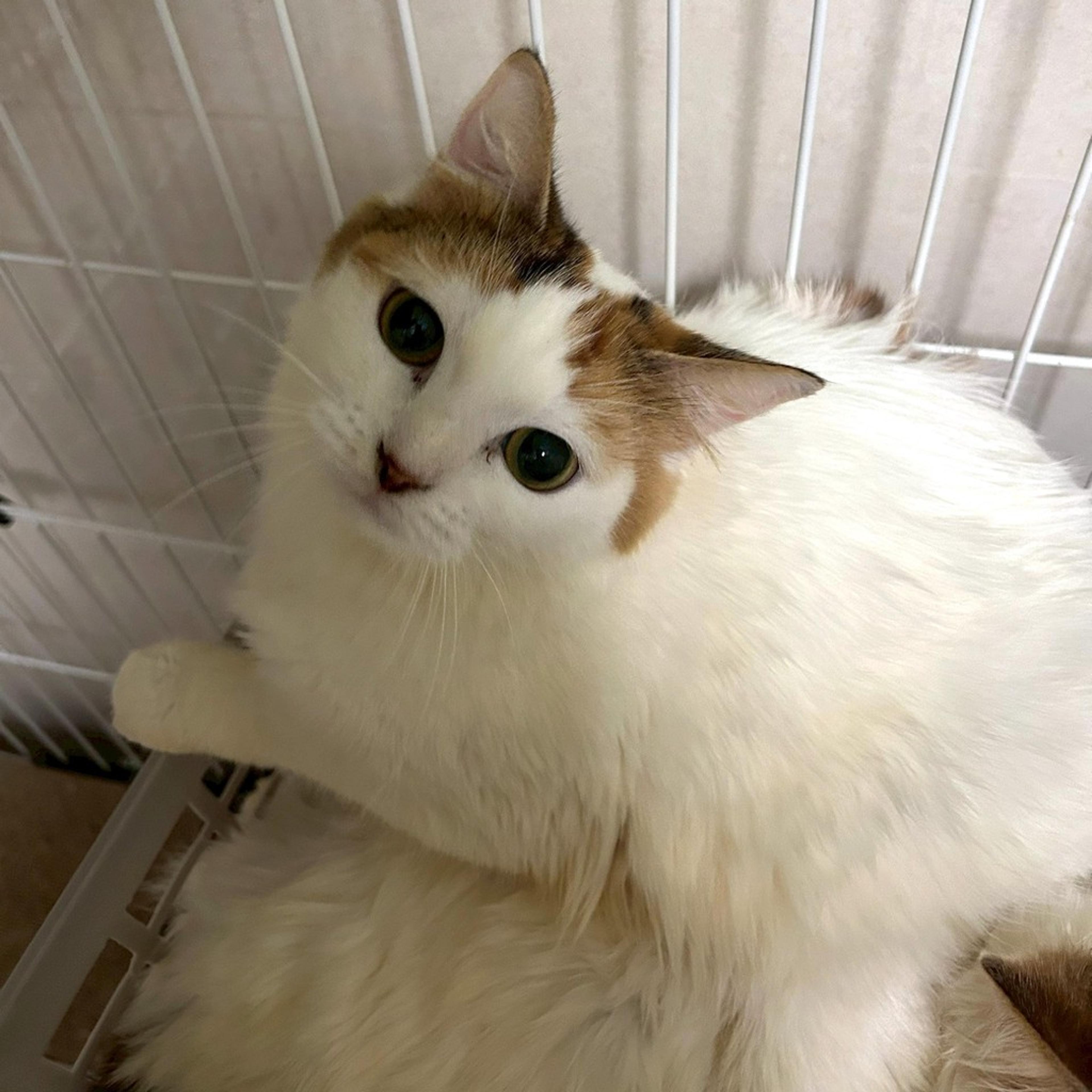 pet-image-4