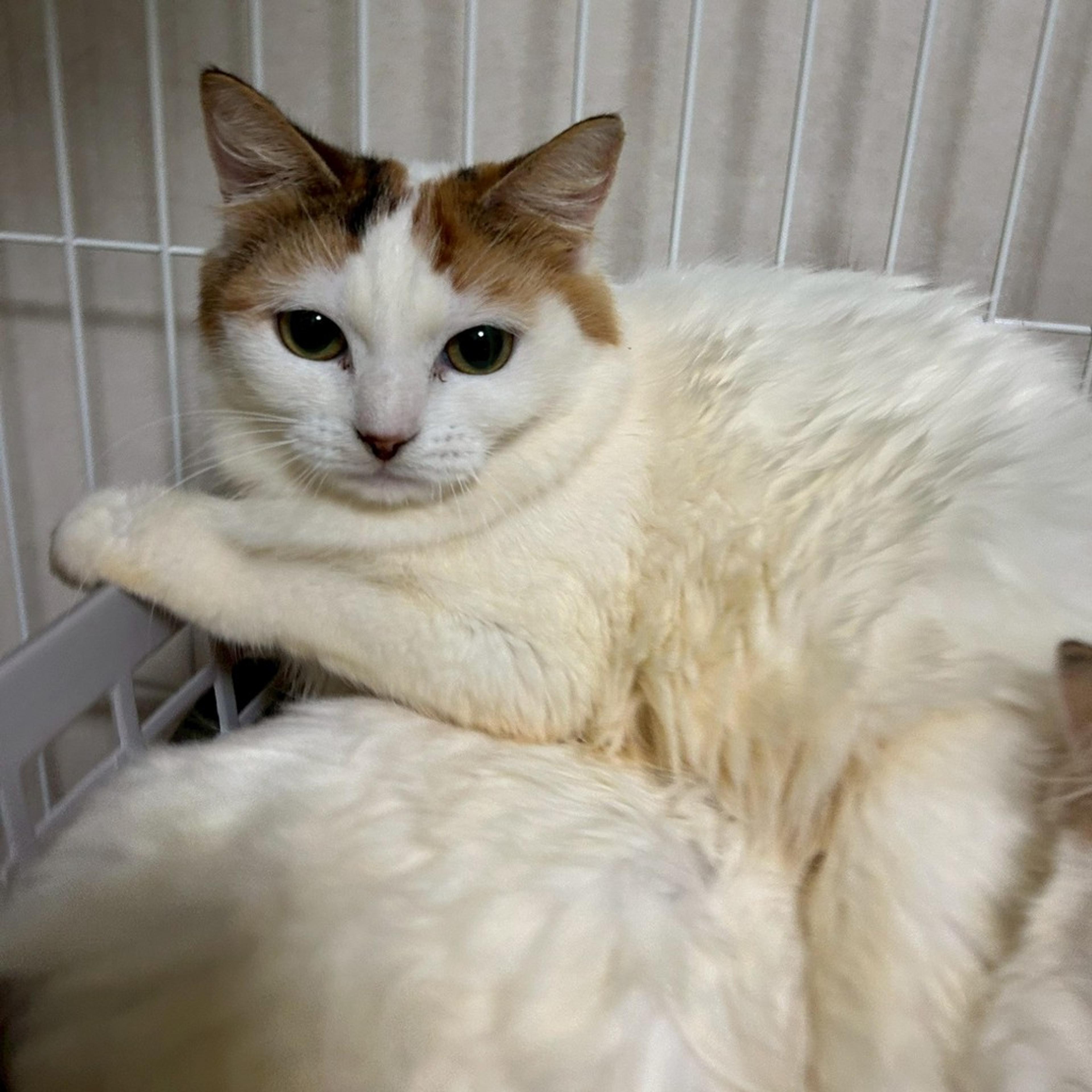 pet-image-5