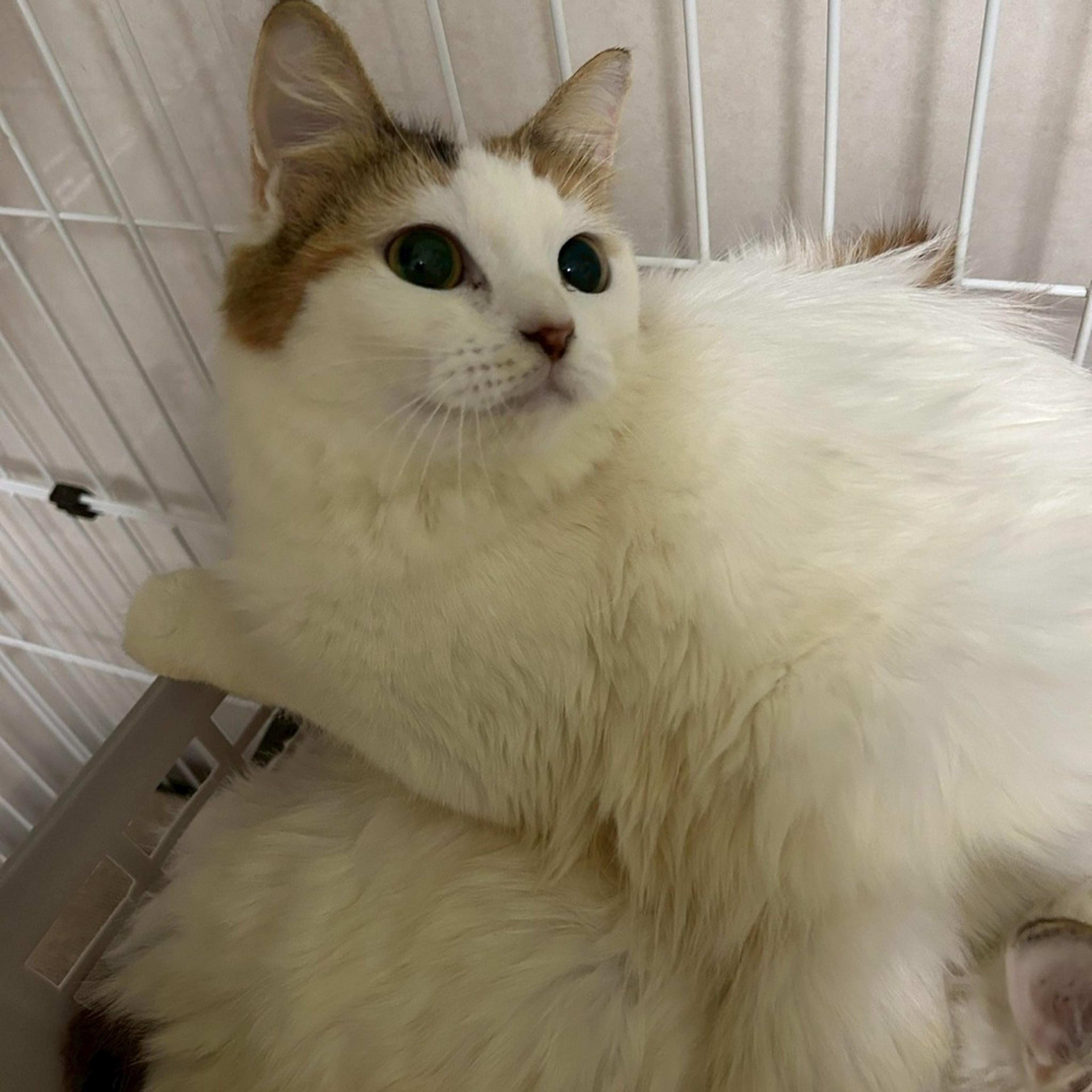 pet-image-6