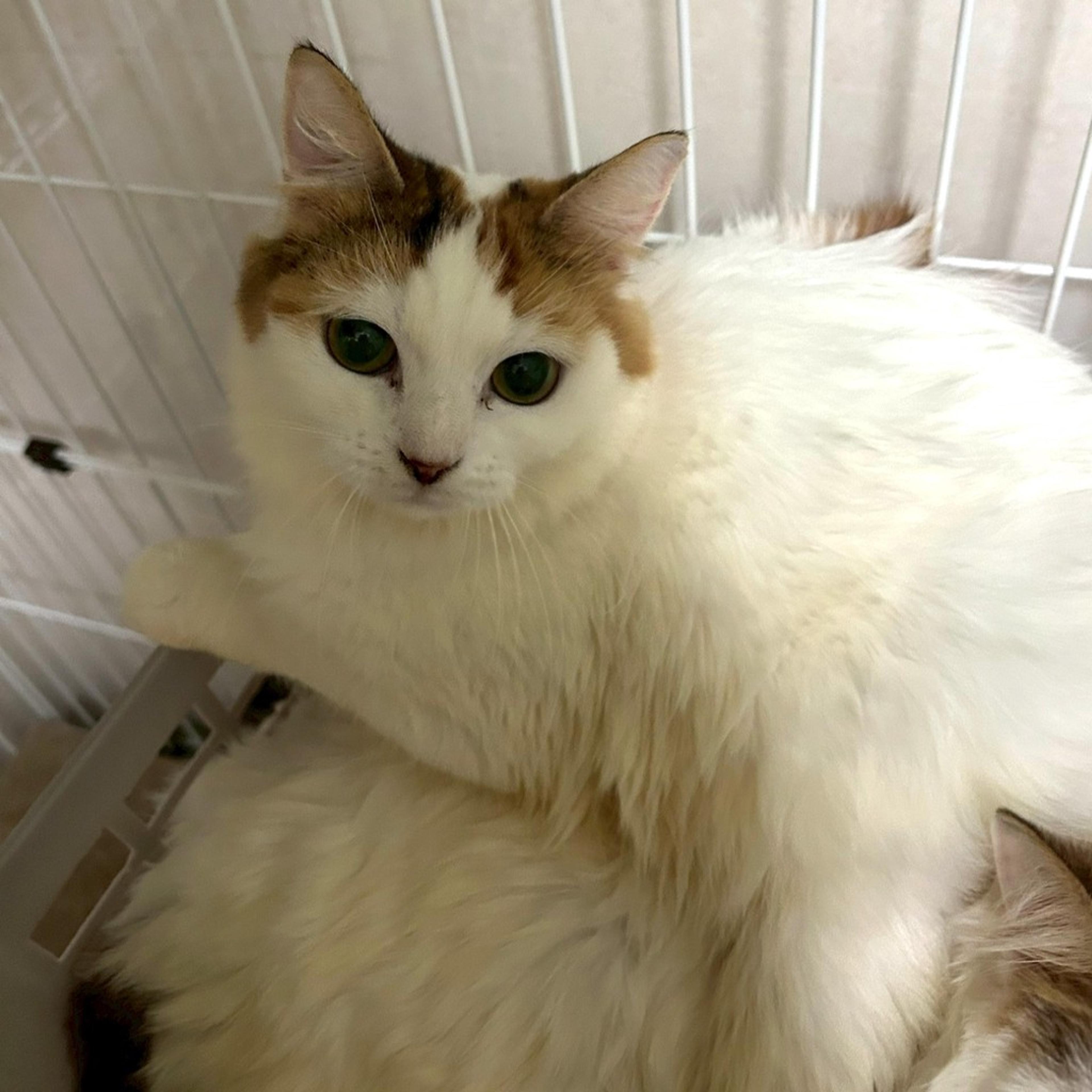 pet-image-7