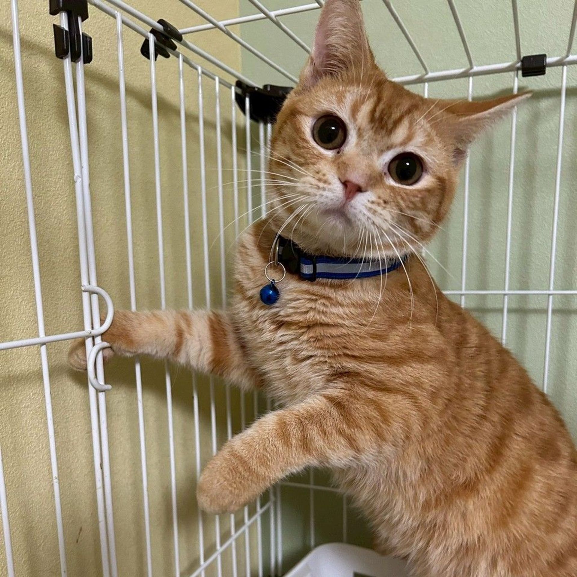 雑種（ミックス猫）・オスの里親募集の写真