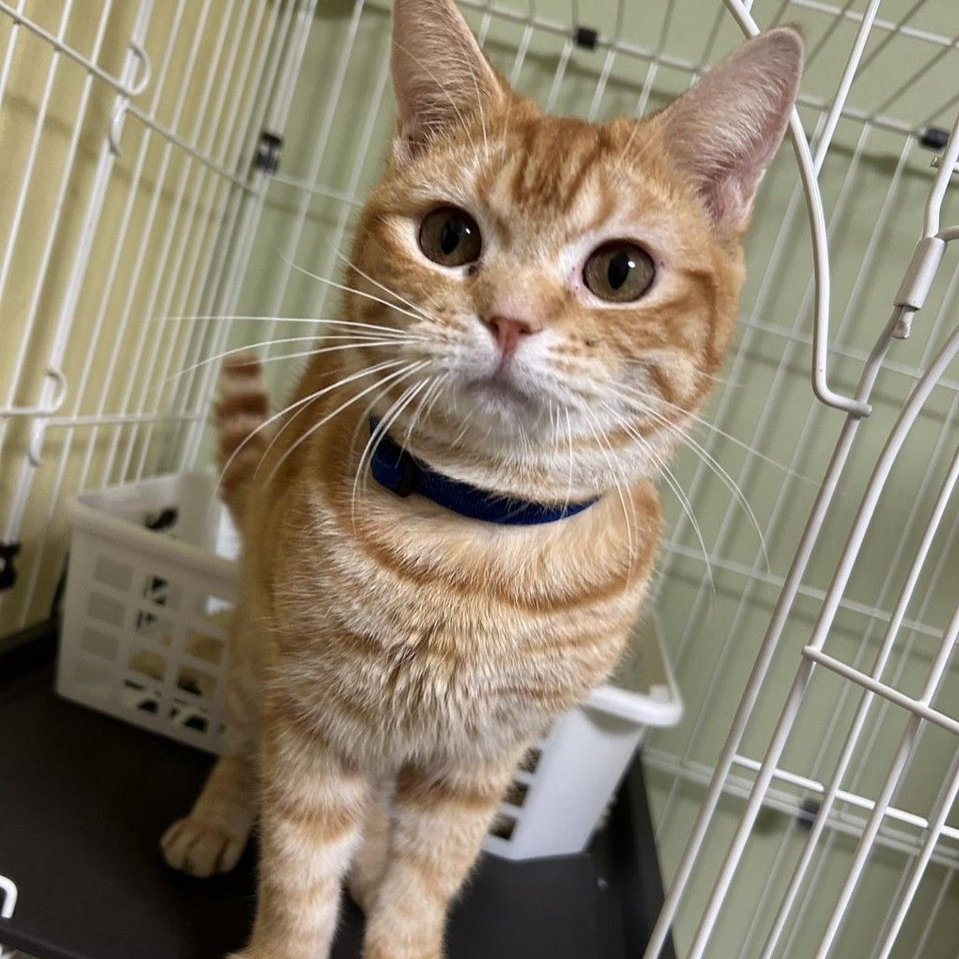 pet-image-3