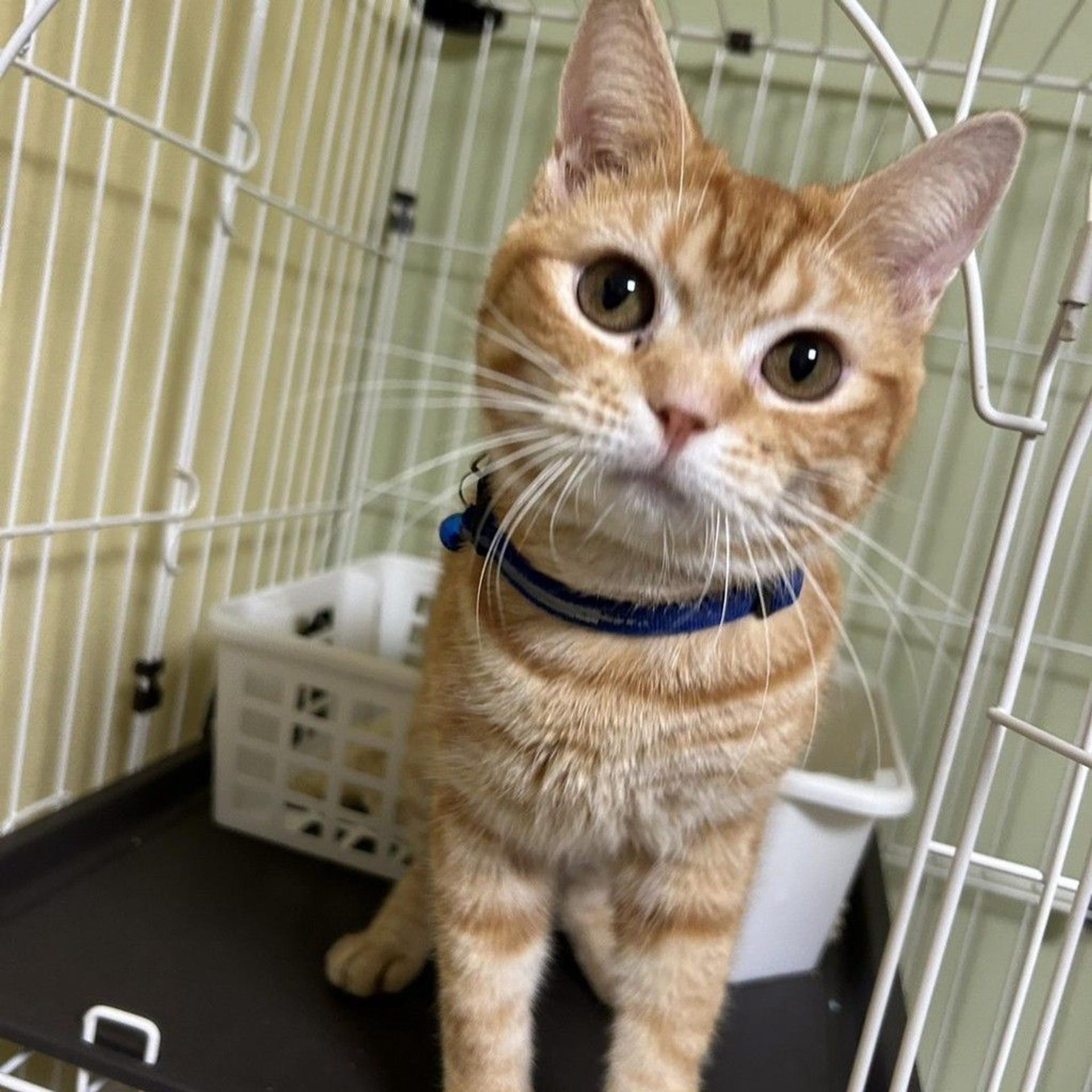 pet-image-8