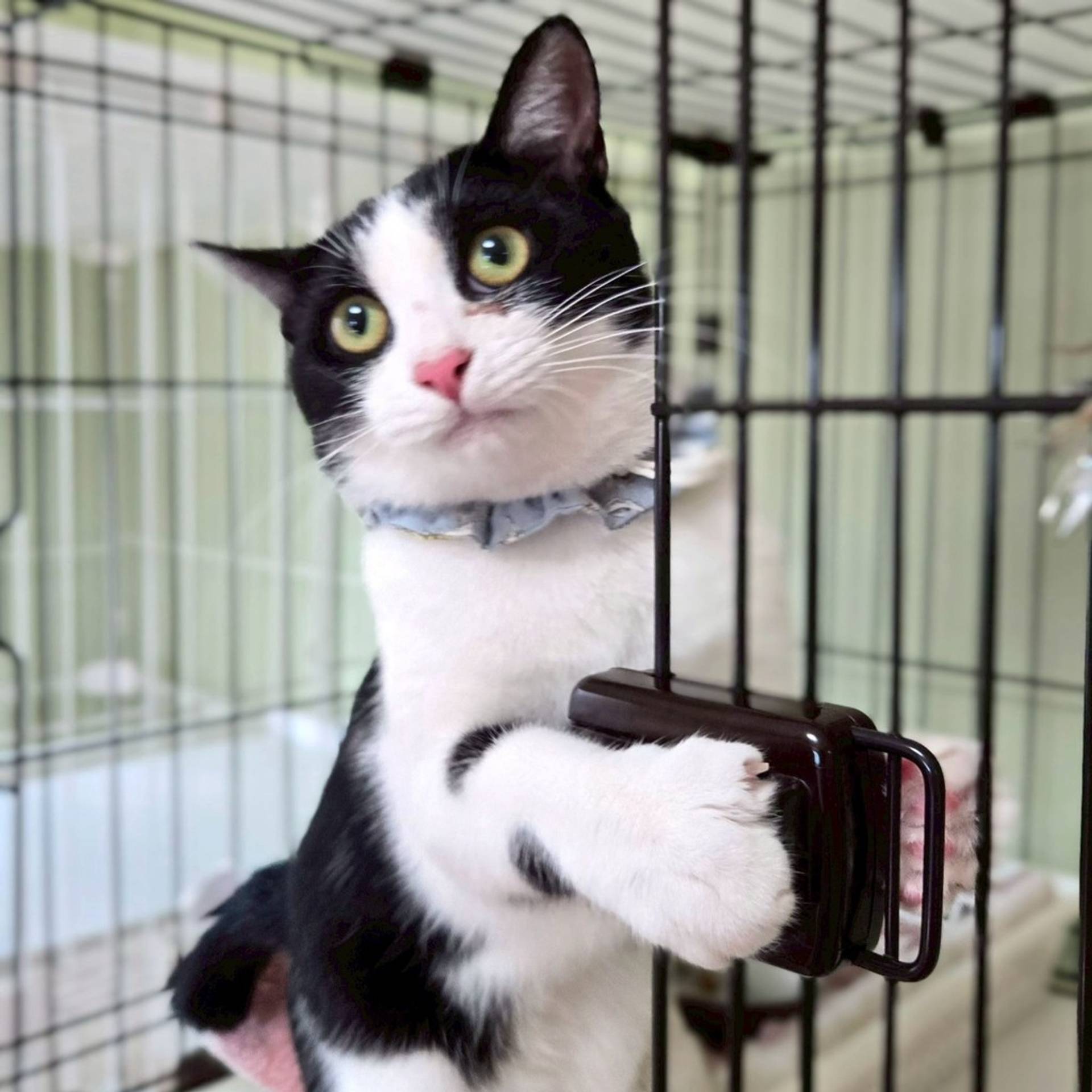 雑種（ミックス猫）・オスの里親募集の写真