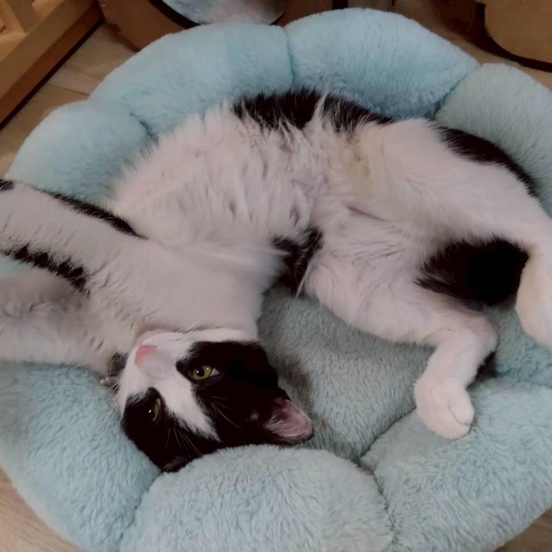pet-image-2