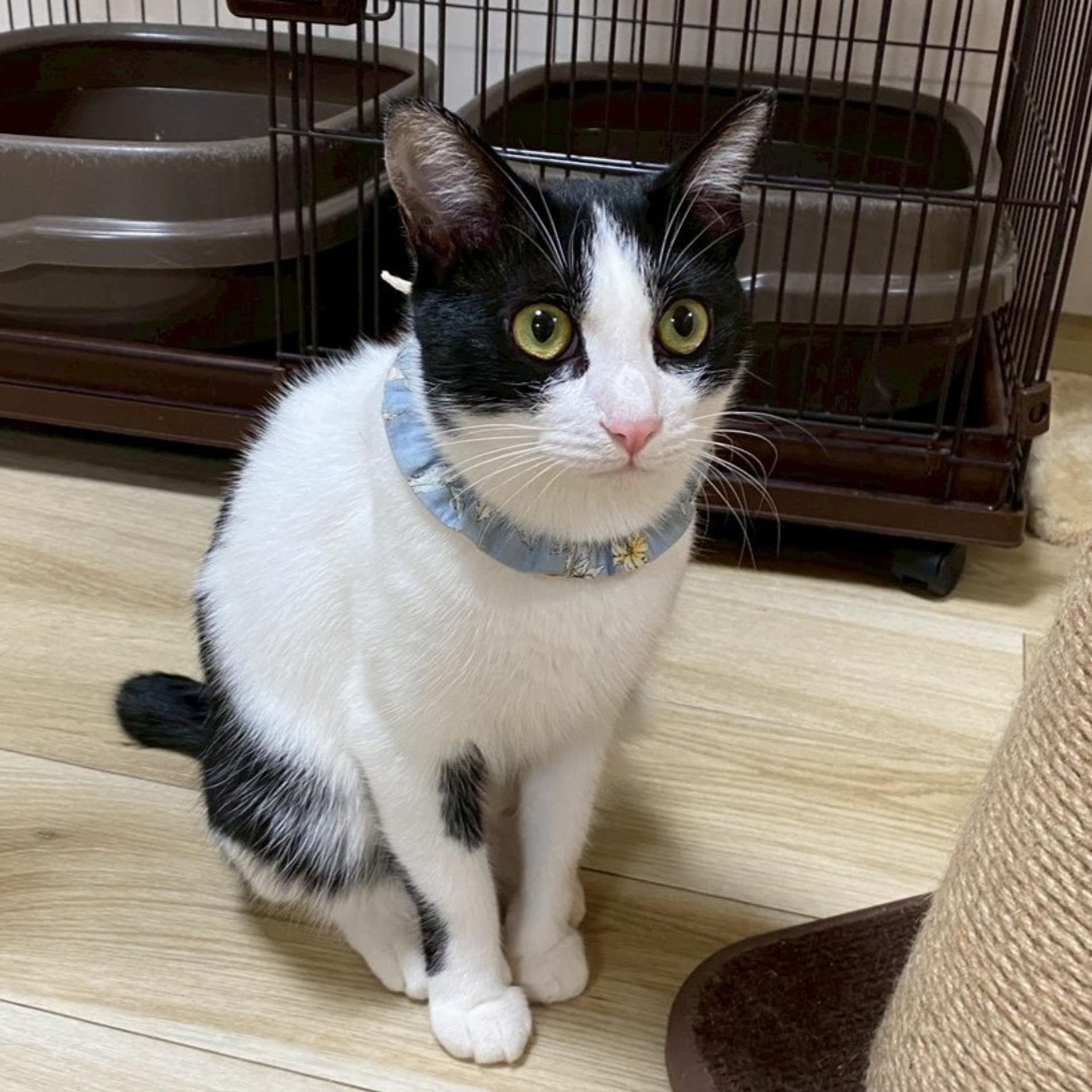 pet-image-4