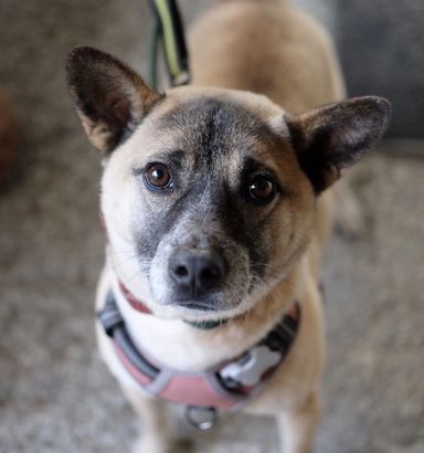 雑種（ミックス犬）・オスの里親募集の写真